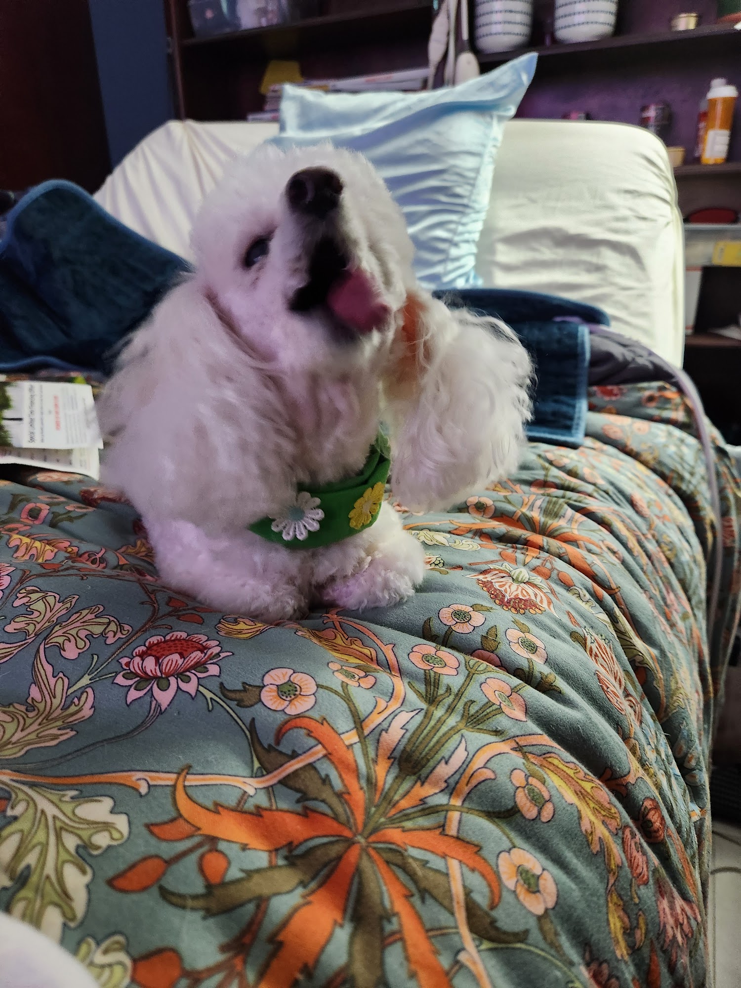 A Dog E Spa & Resort Cedar Creek