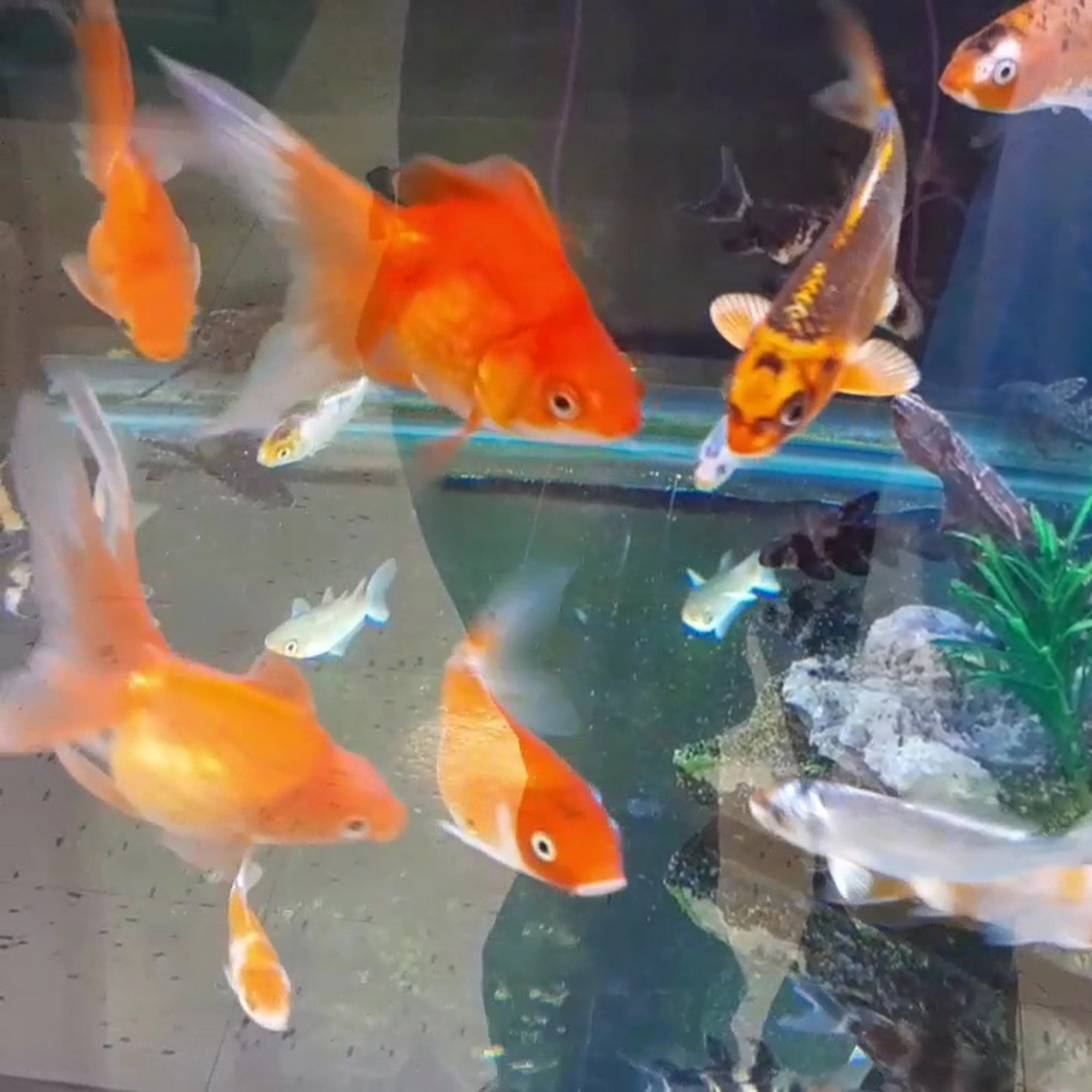 Petco Cedar Hill