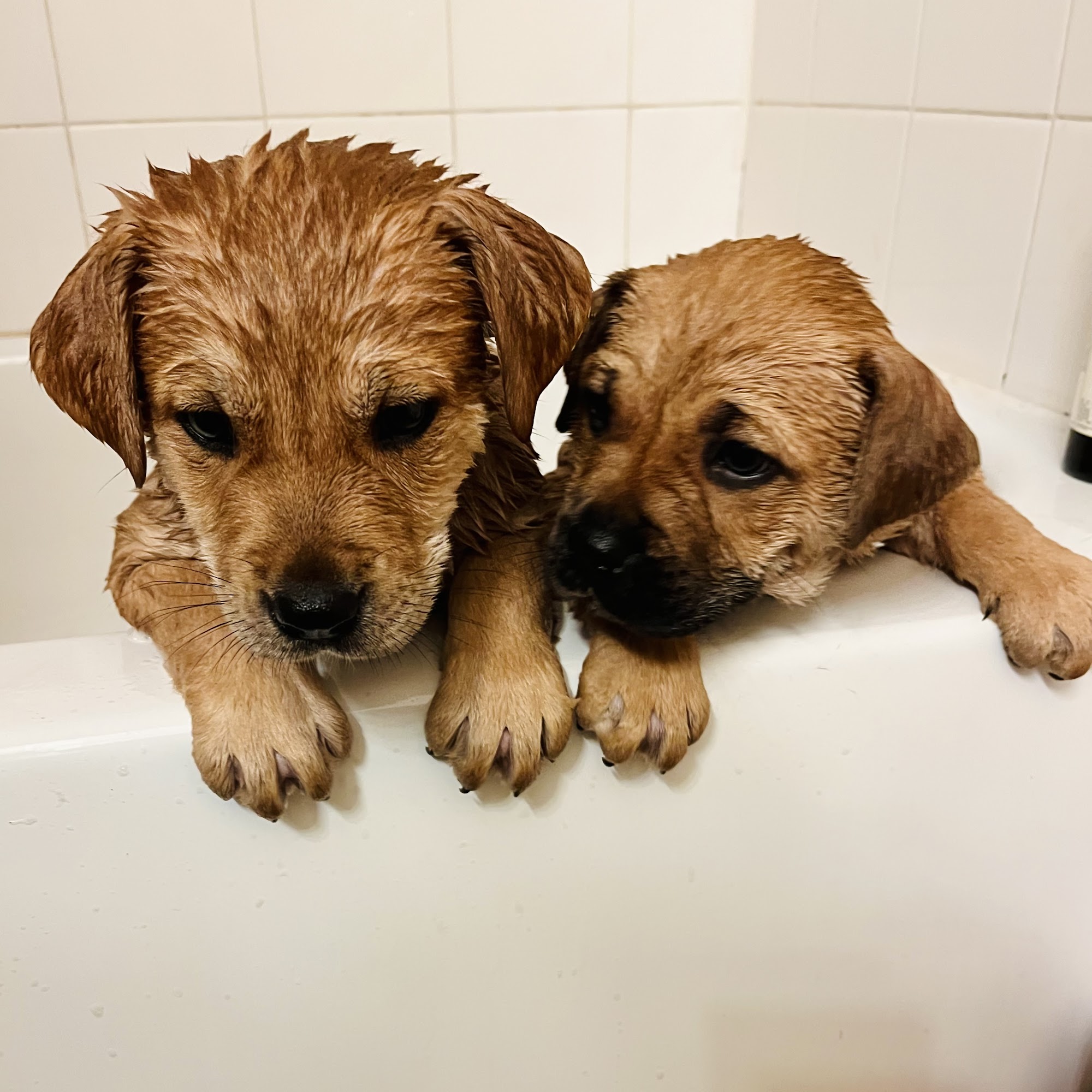 Avery Ranch Animal Hospital Cedar Park