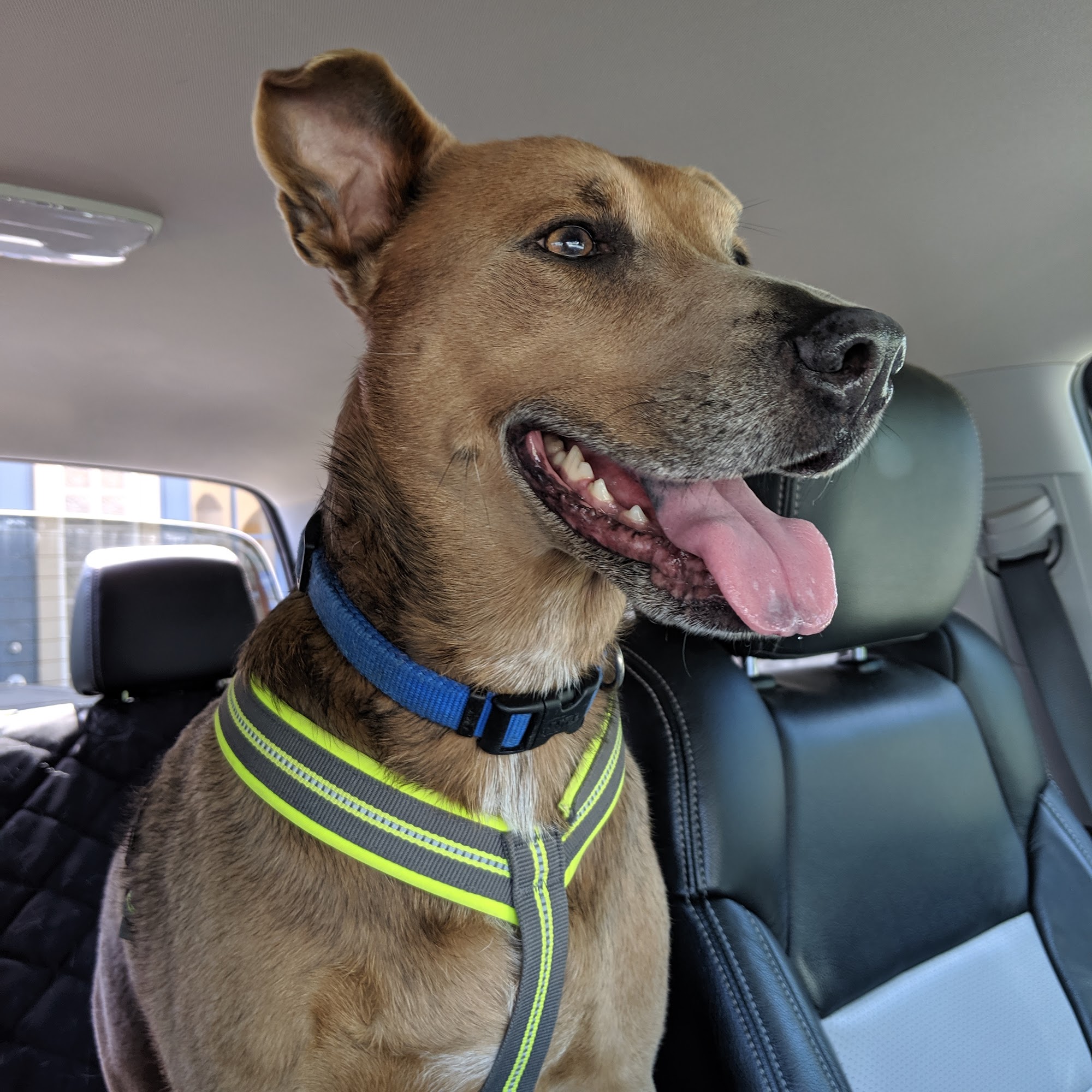 Hill Country Veterinary Hospital Cedar Park