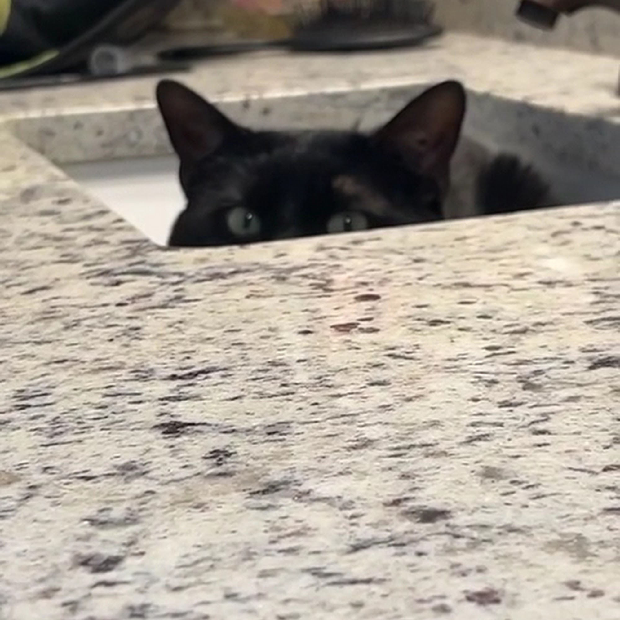 New Hope Animal Hospital Cedar Park