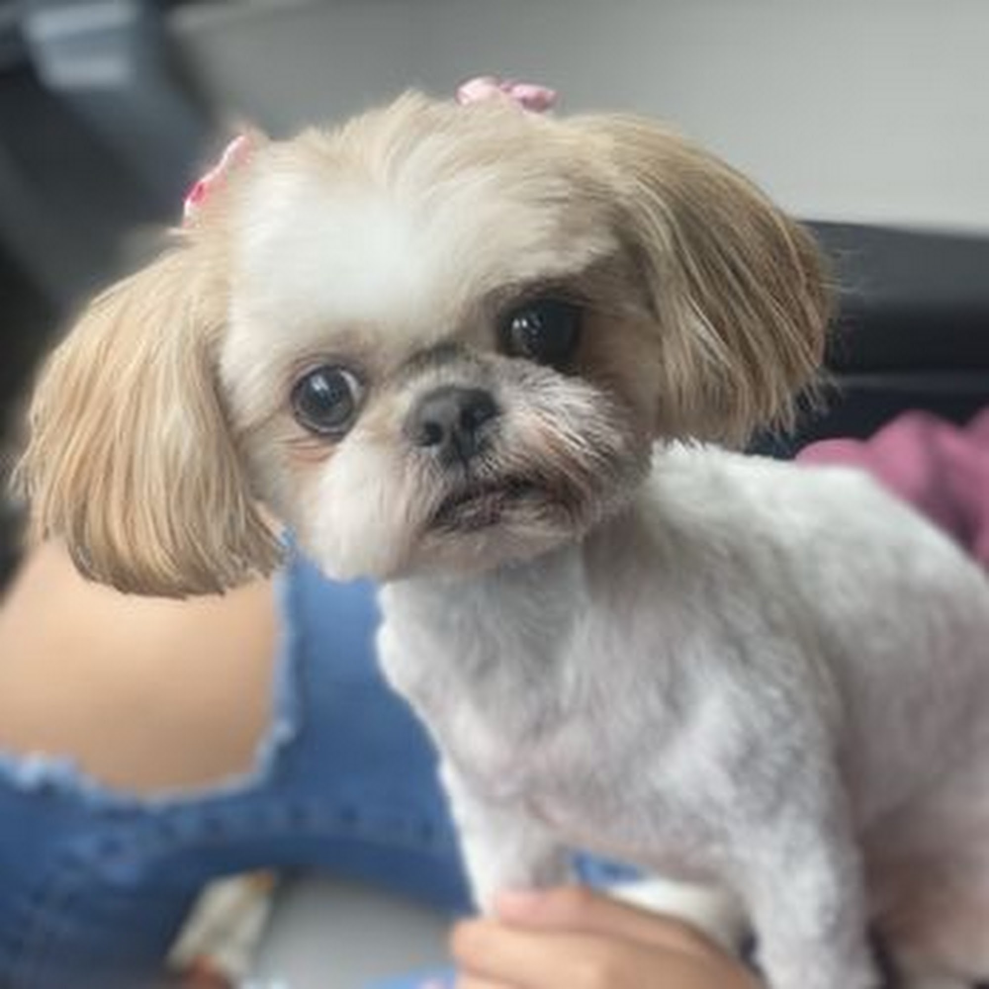 Bark Avenue Grooming and Boarding Cedar Park