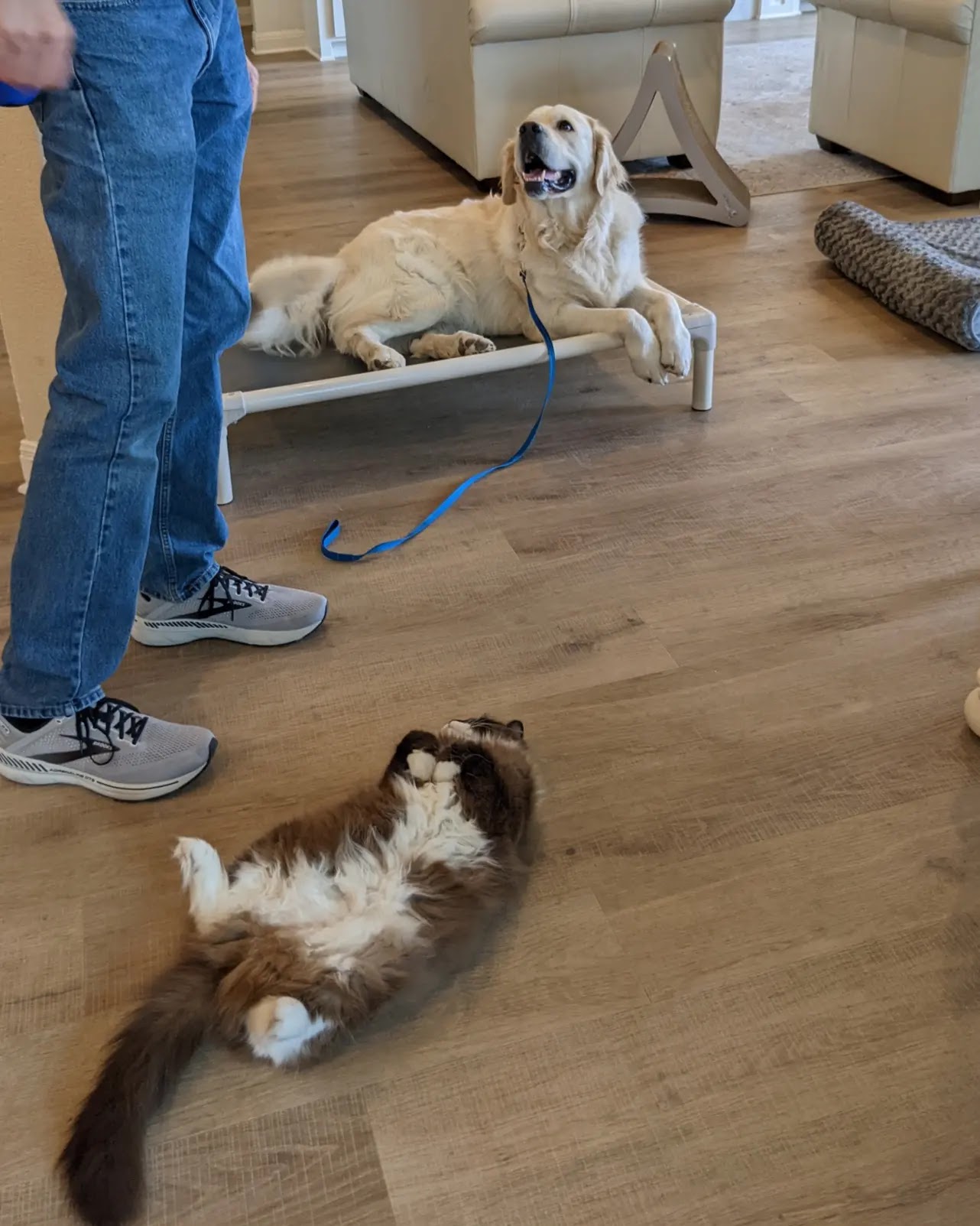 The Stellar Dog, LLC Cedar Park