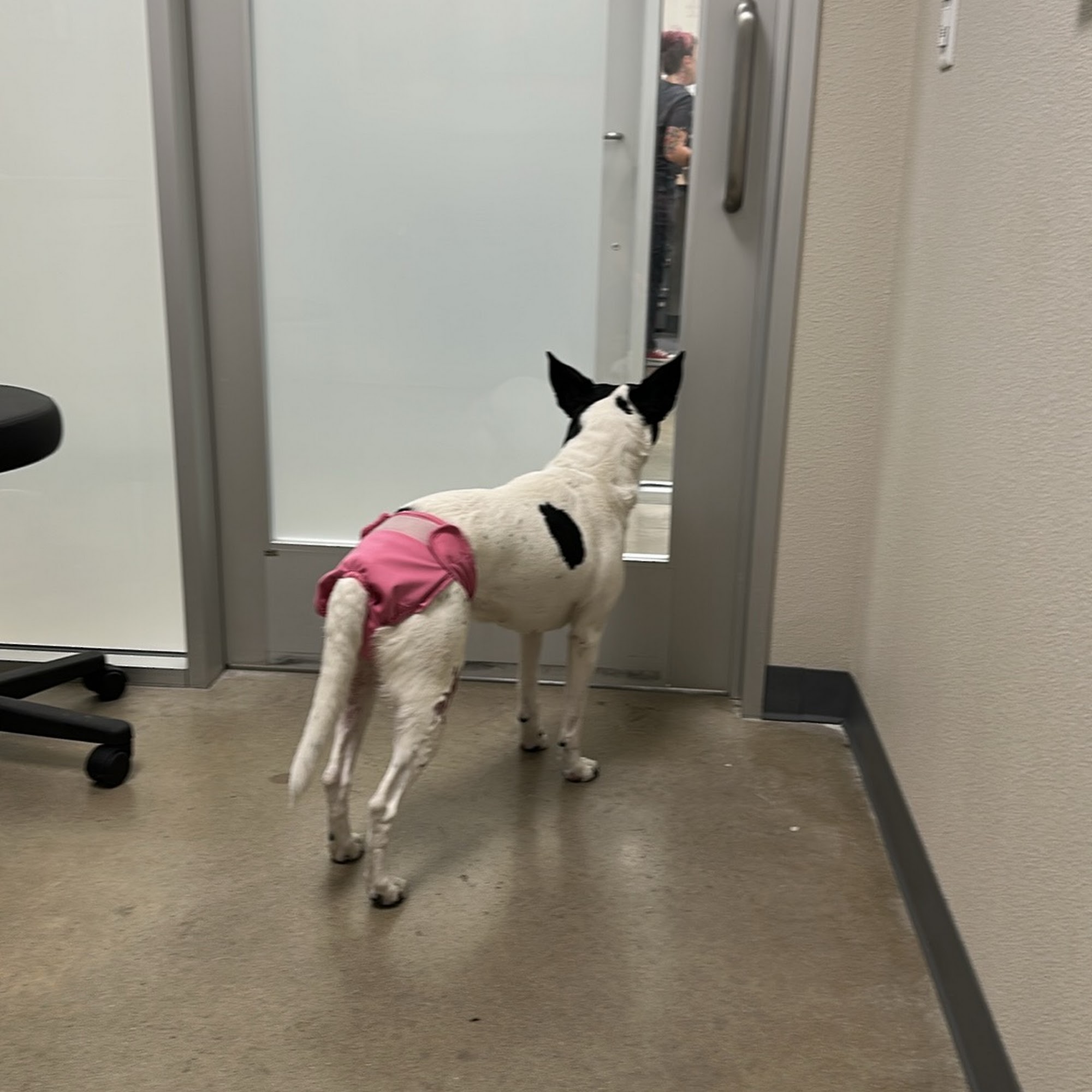 Firehouse Animal Health Center Cedar Park Cedar Park