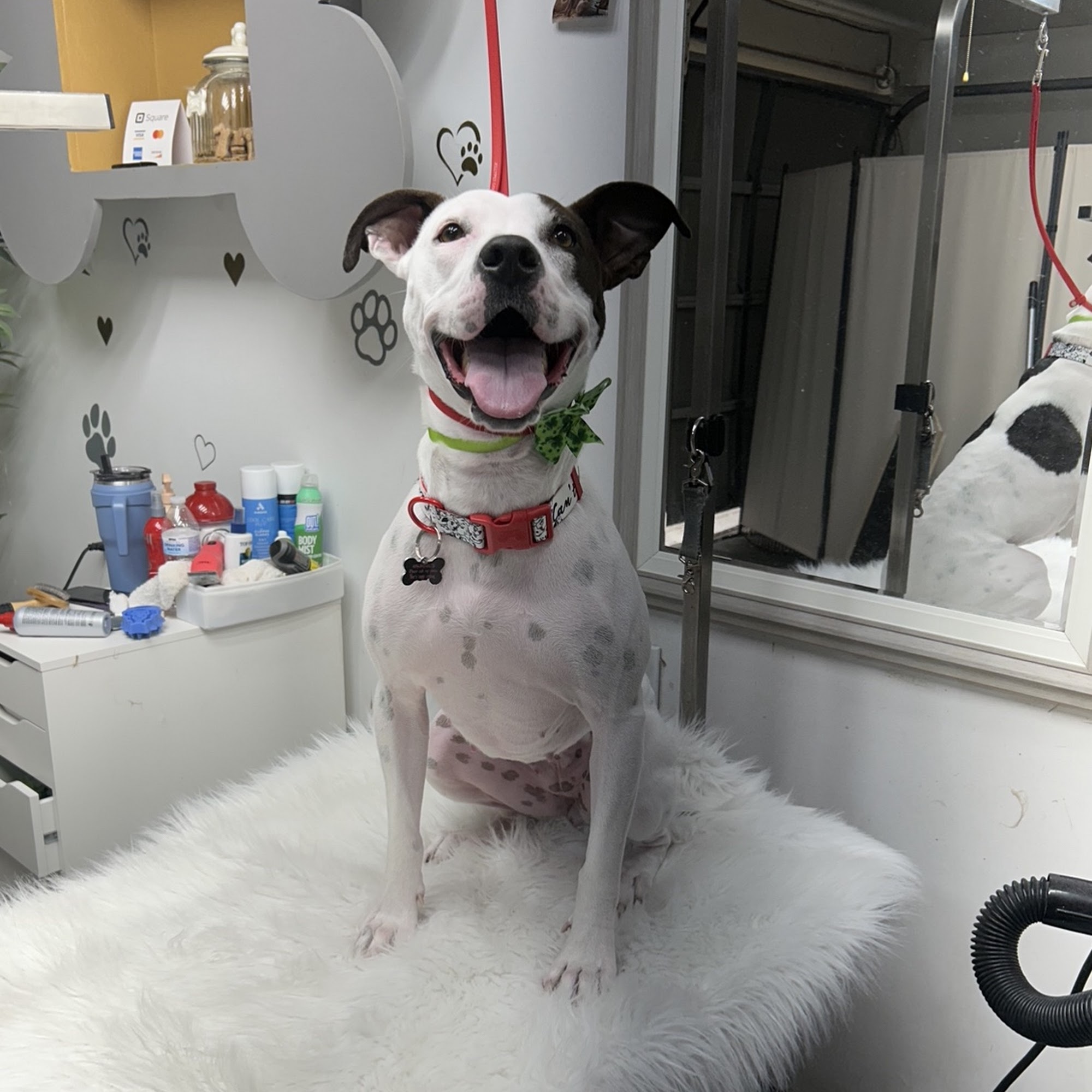 Roony Grooms Dog Grooming Cedar Park