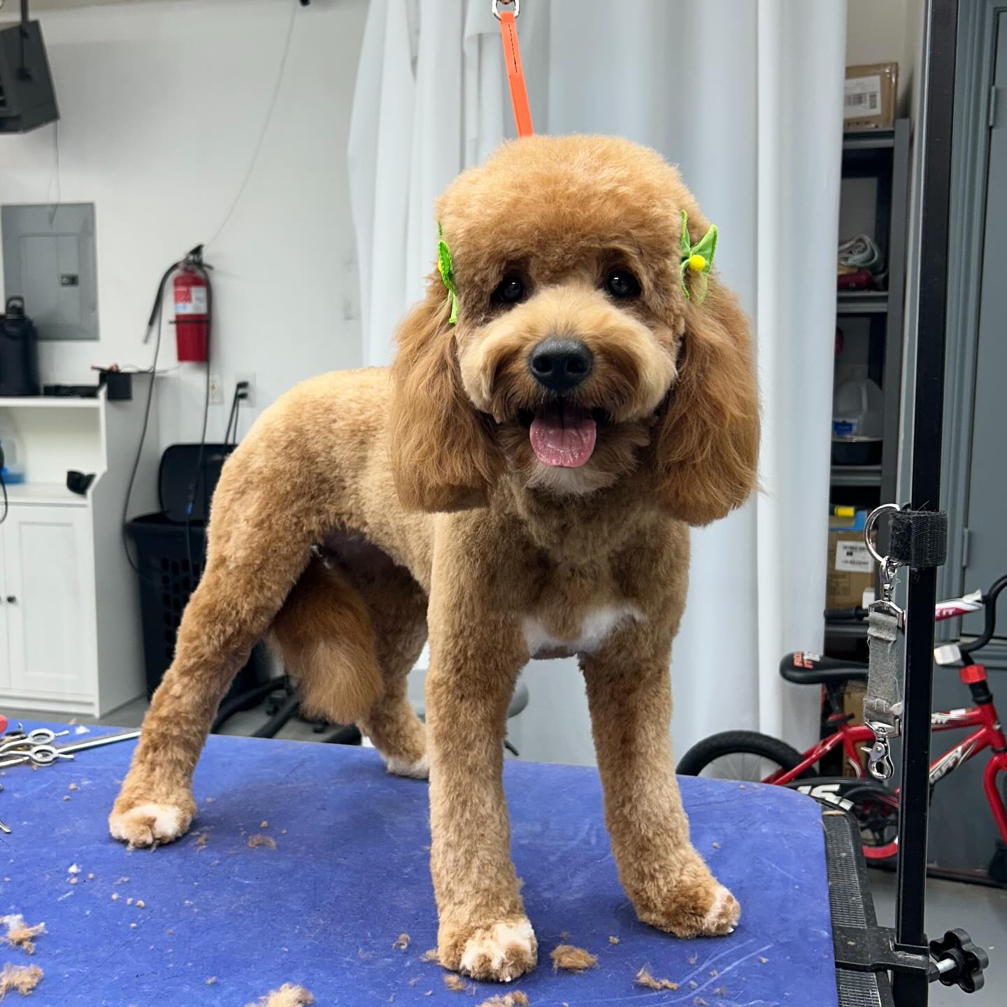 Roony Grooms Dog Grooming Cedar Park