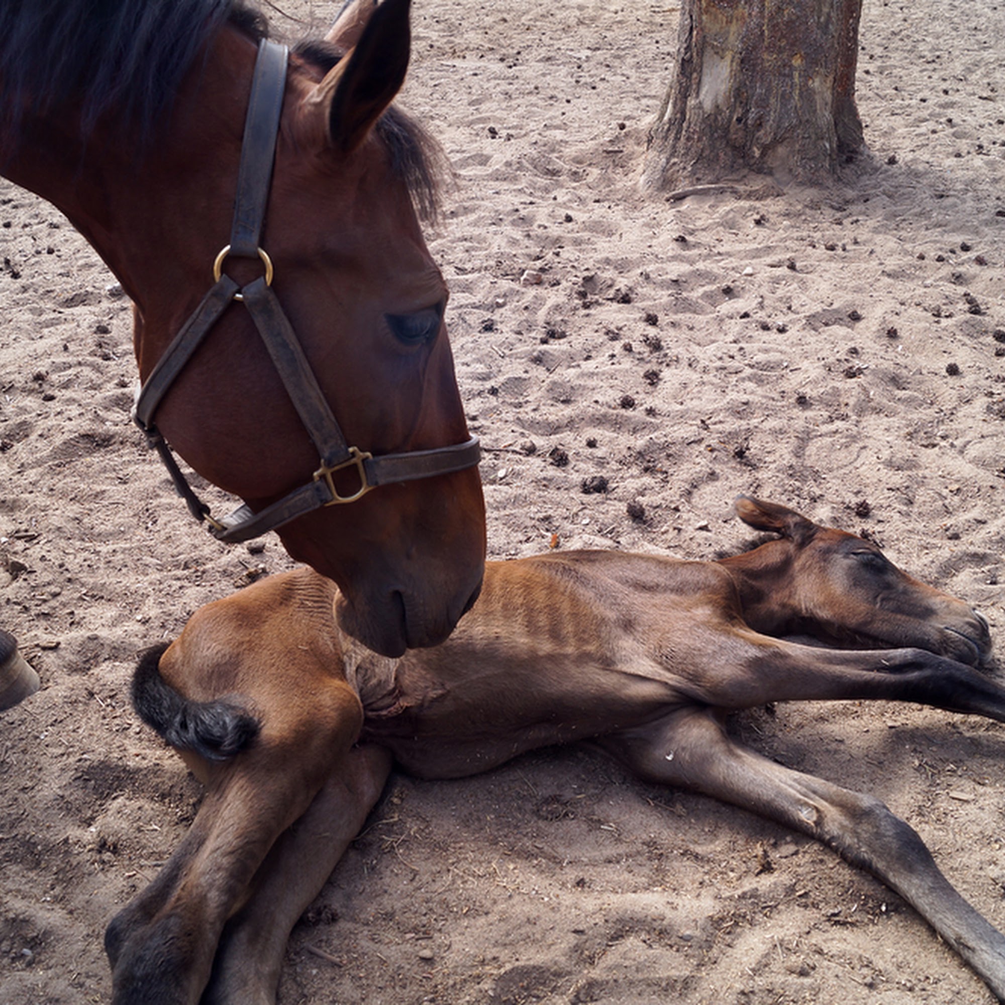 Childress Veterinary Hospital Childress