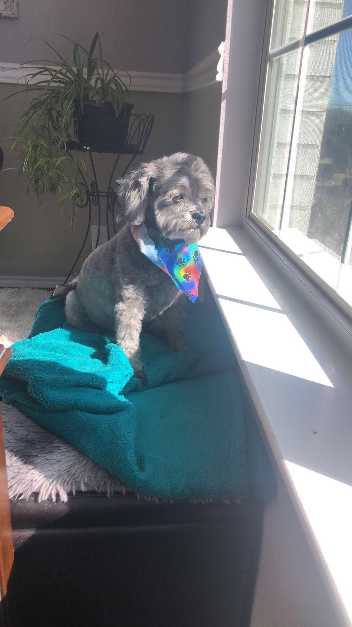 Southern Styles Dog Grooming Cibolo