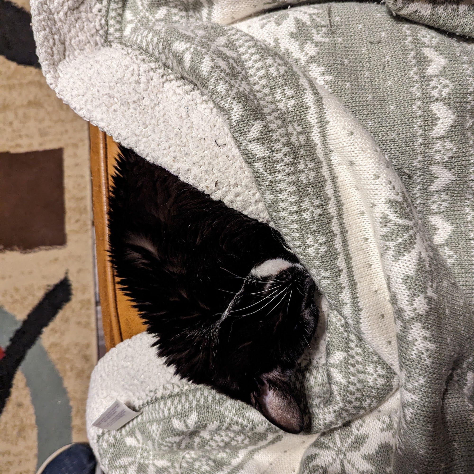 Stewardson Hardy DVM Clarksville