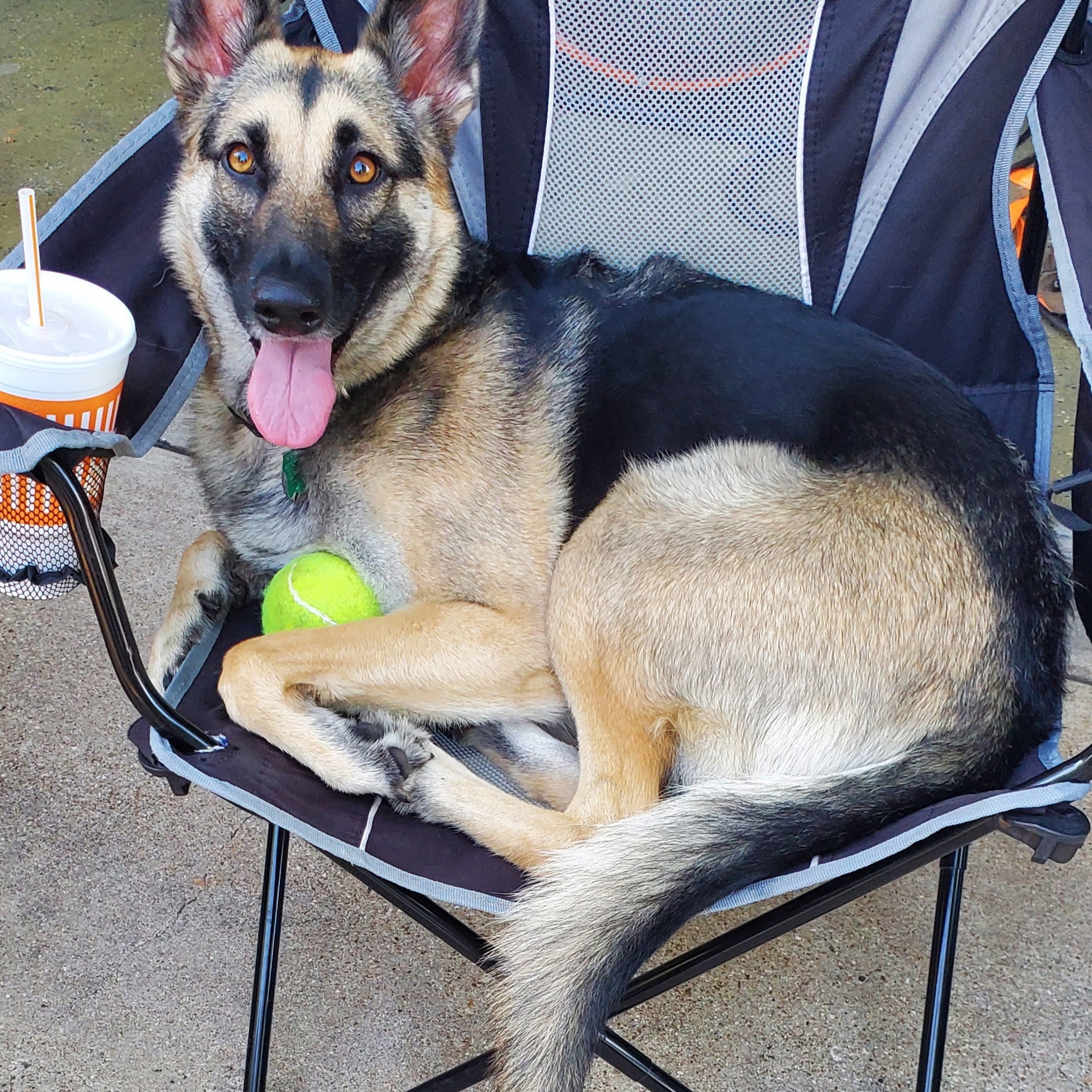 Cleburne Veterinary Hospital Cleburne