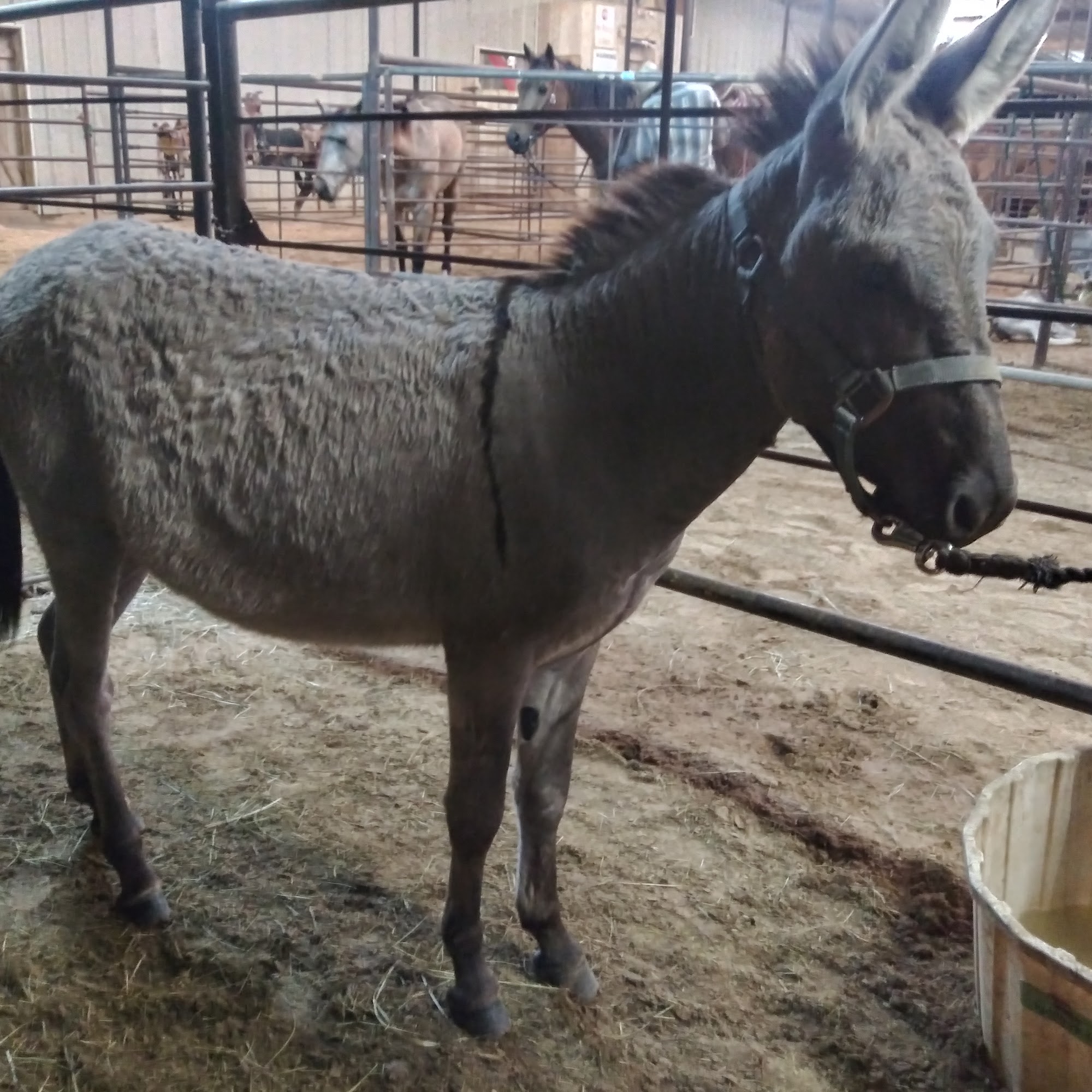 Johnson County Livestock Exchange Cleburne