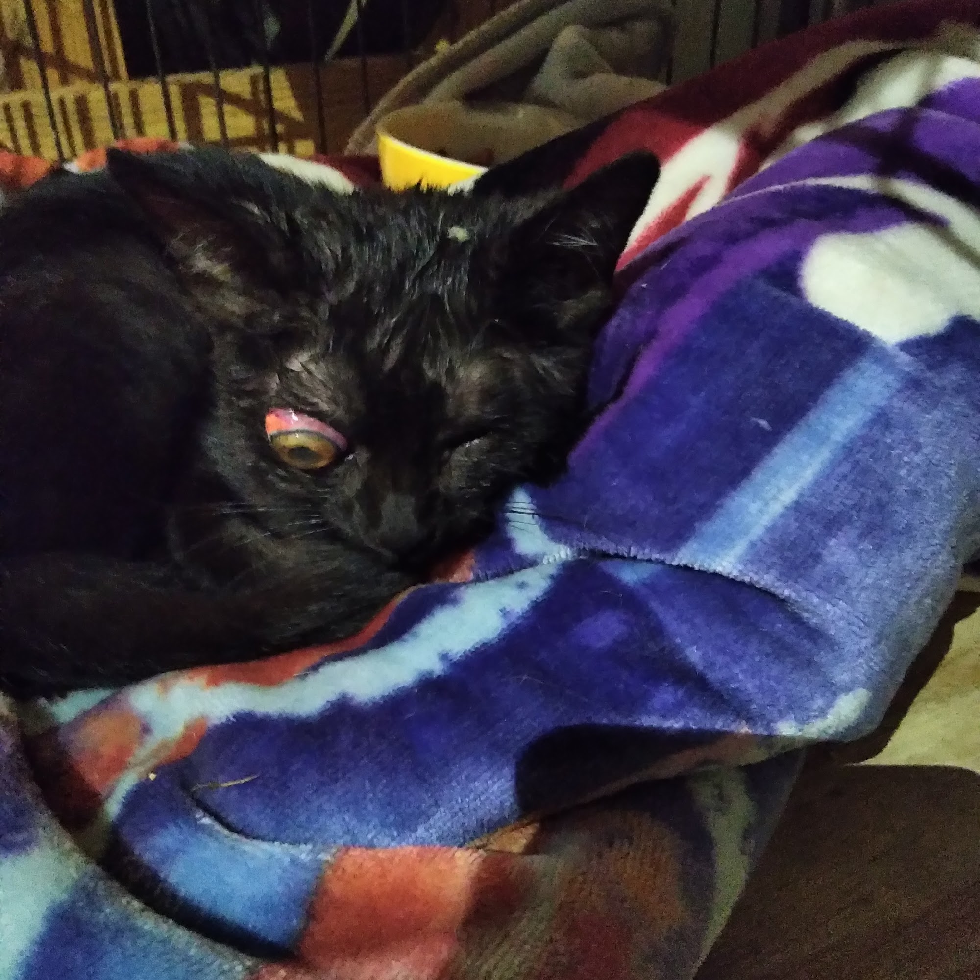 Cleveland Animal Hospital Cleveland