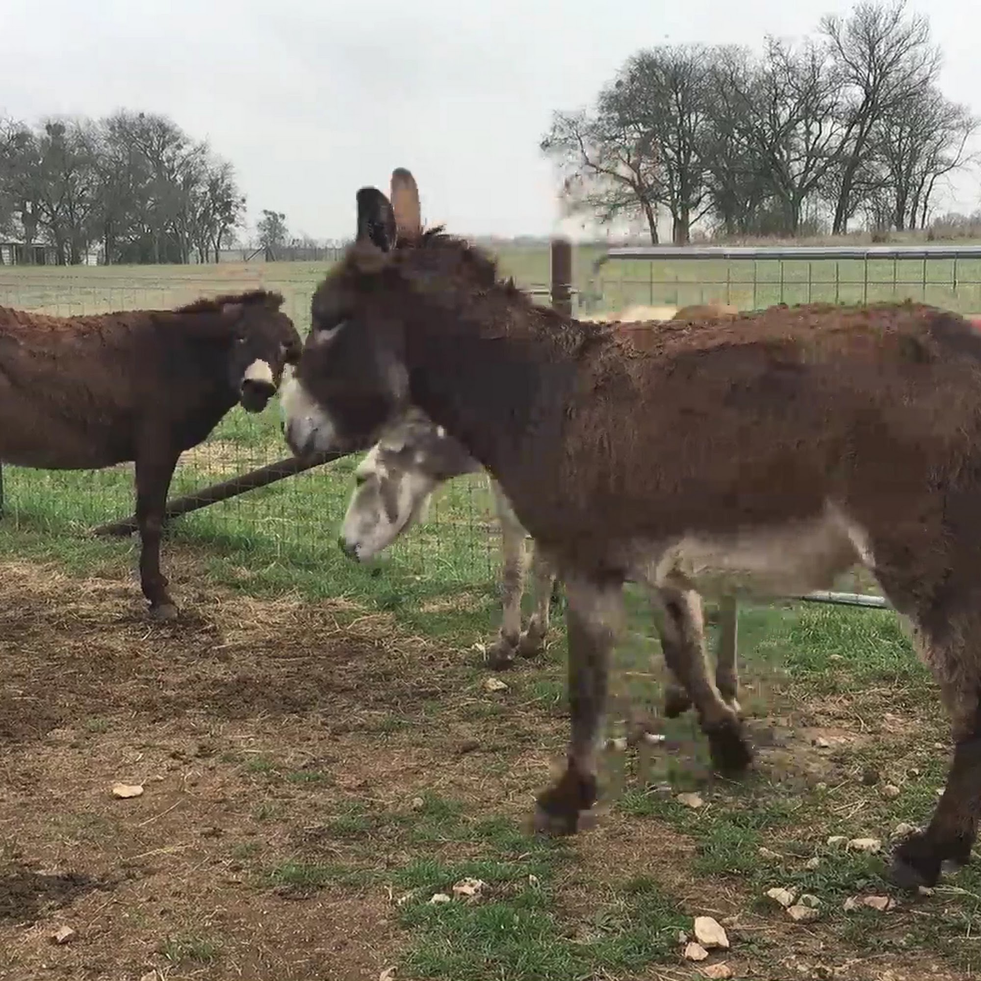Lucky Glider Rescue & Sanctuary Clifton