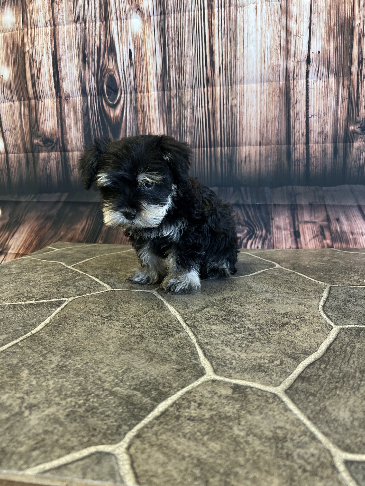 Clint Fuzzy Friends Spa Clint