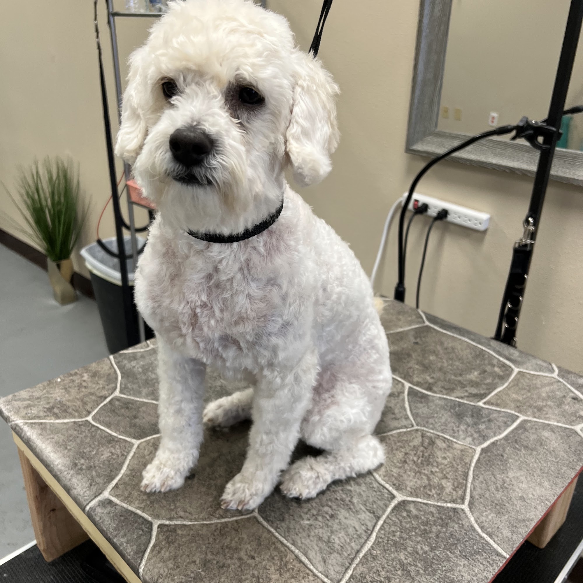 Clint Fuzzy Friends Spa Clint