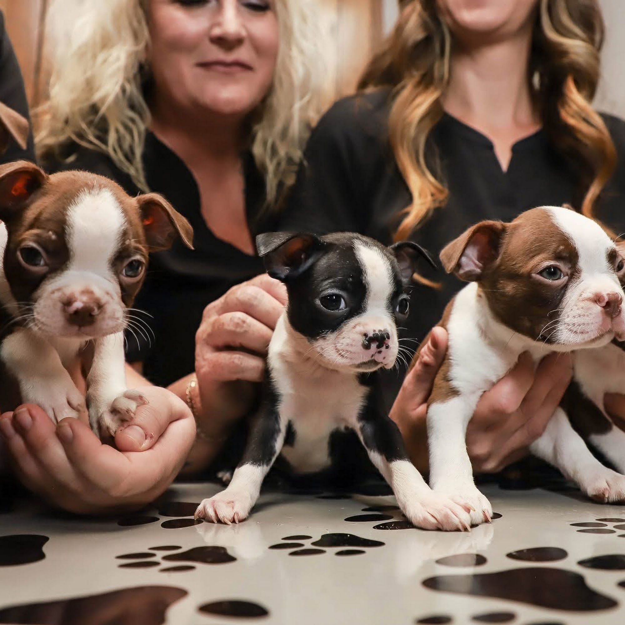 Callahan County Veterinarian Clinic Clyde