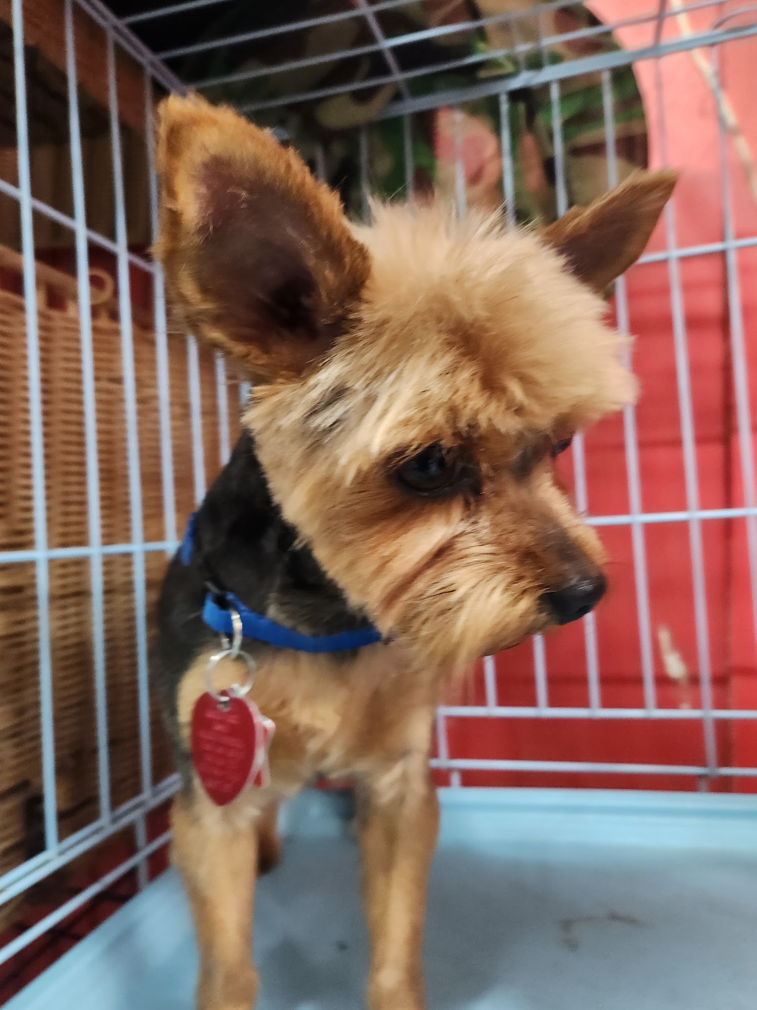 Trents Pet Grooming Clyde