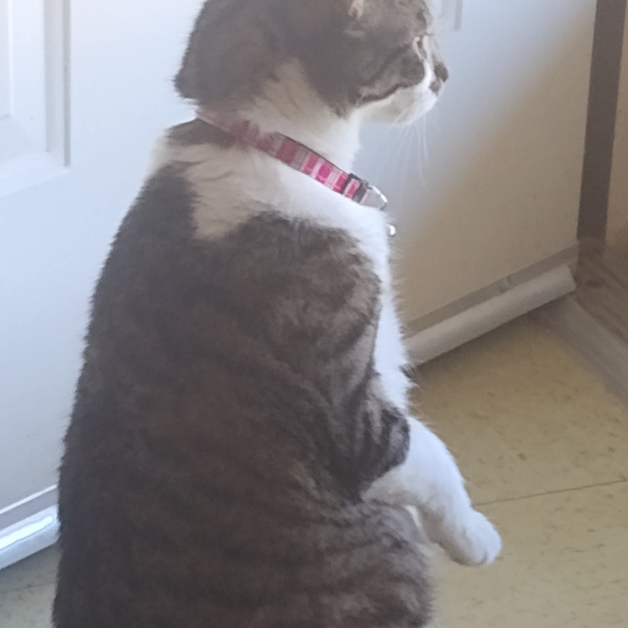 Coleman Veterinary Clinic Coleman