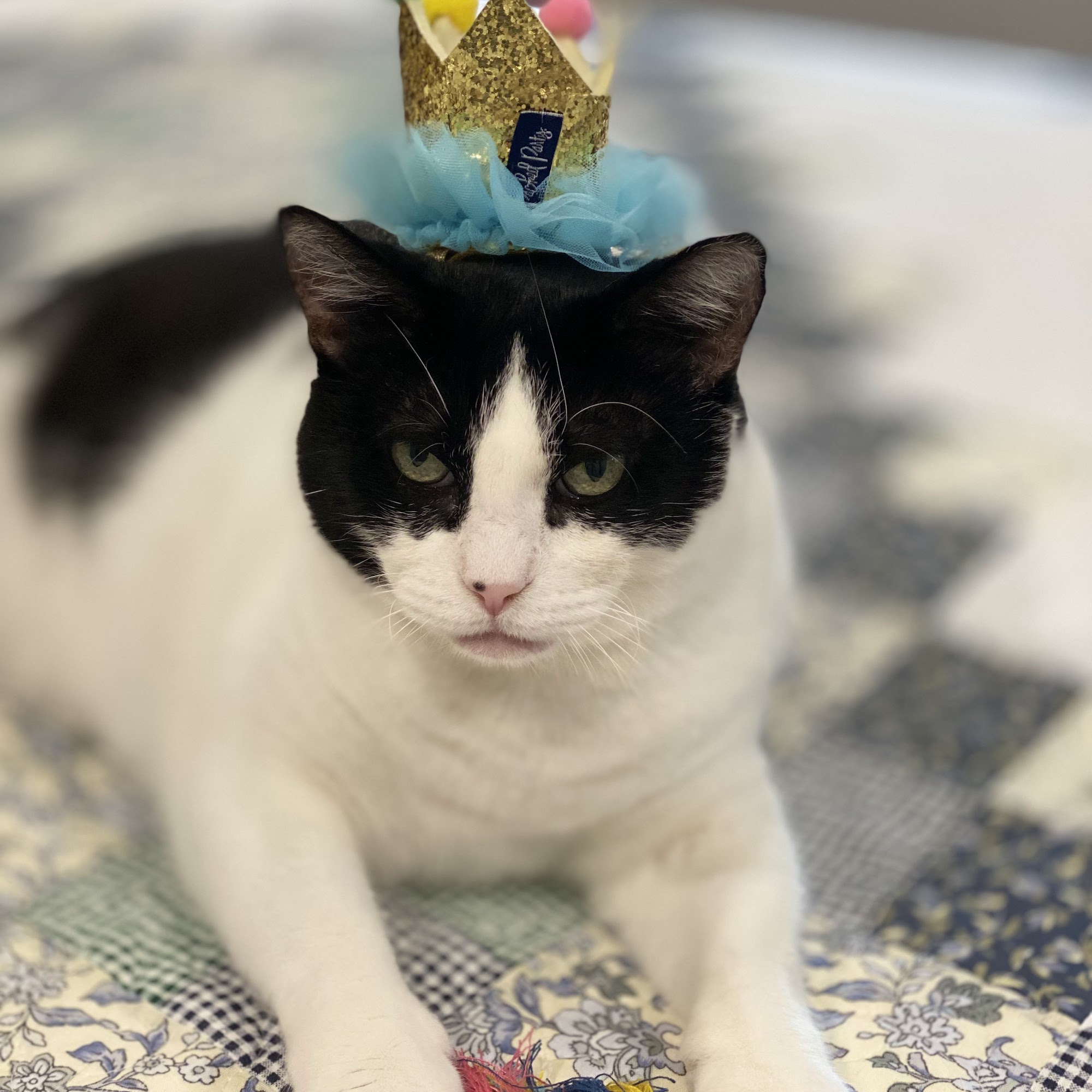 Highway 30 Veterinary Clinic College Station