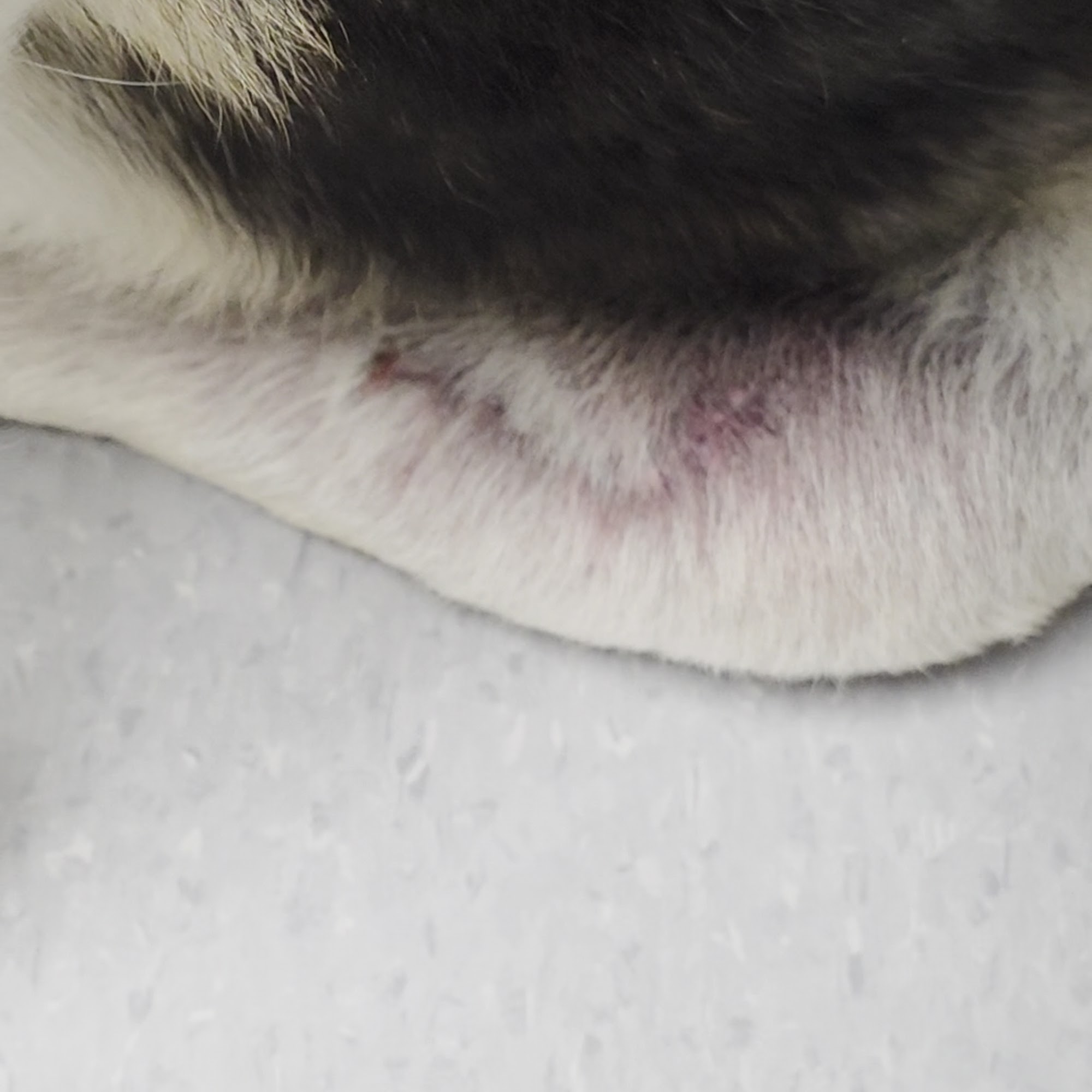 Wellborn Road Veterinary Medical Center College Station