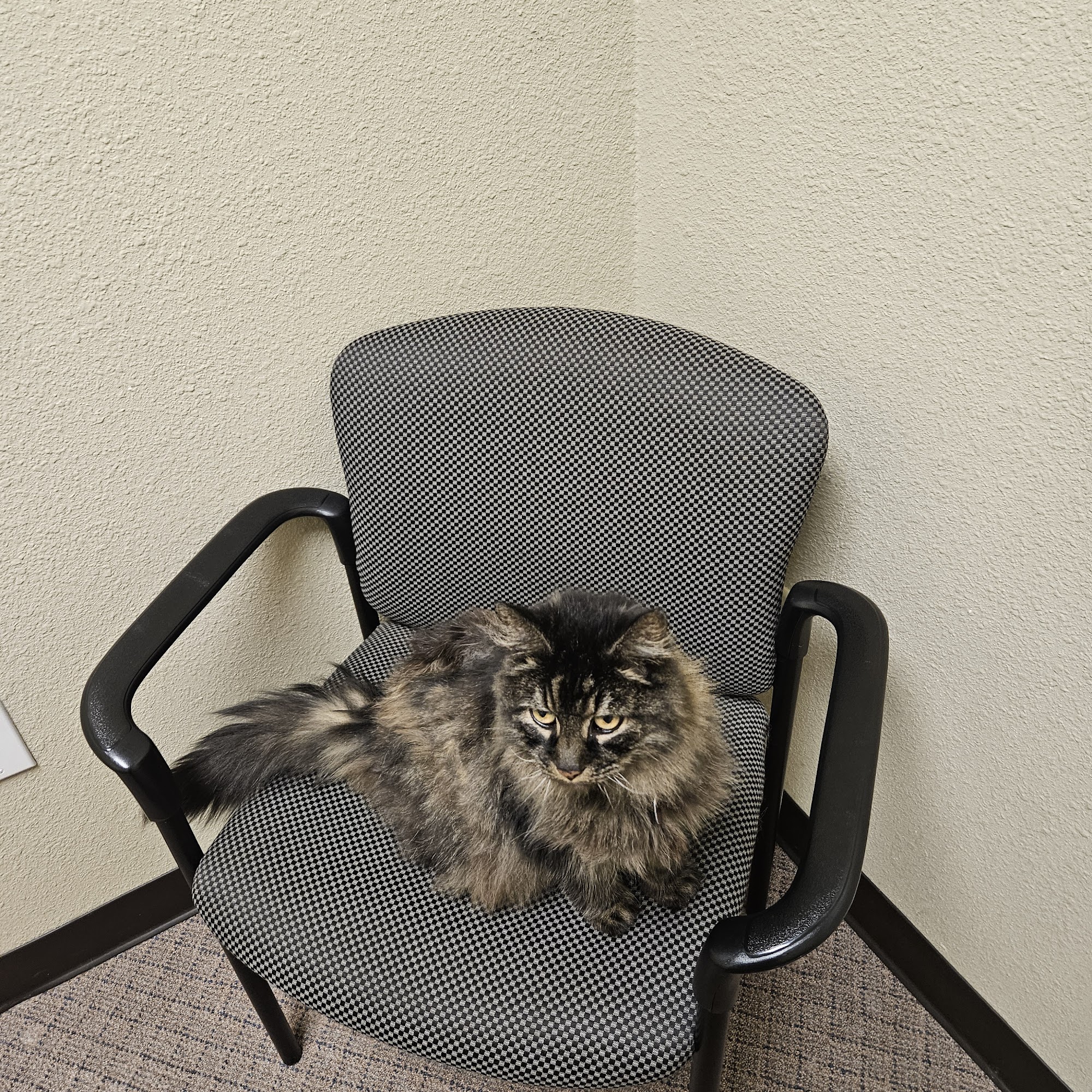 Southwood Valley Animal Hospital College Station