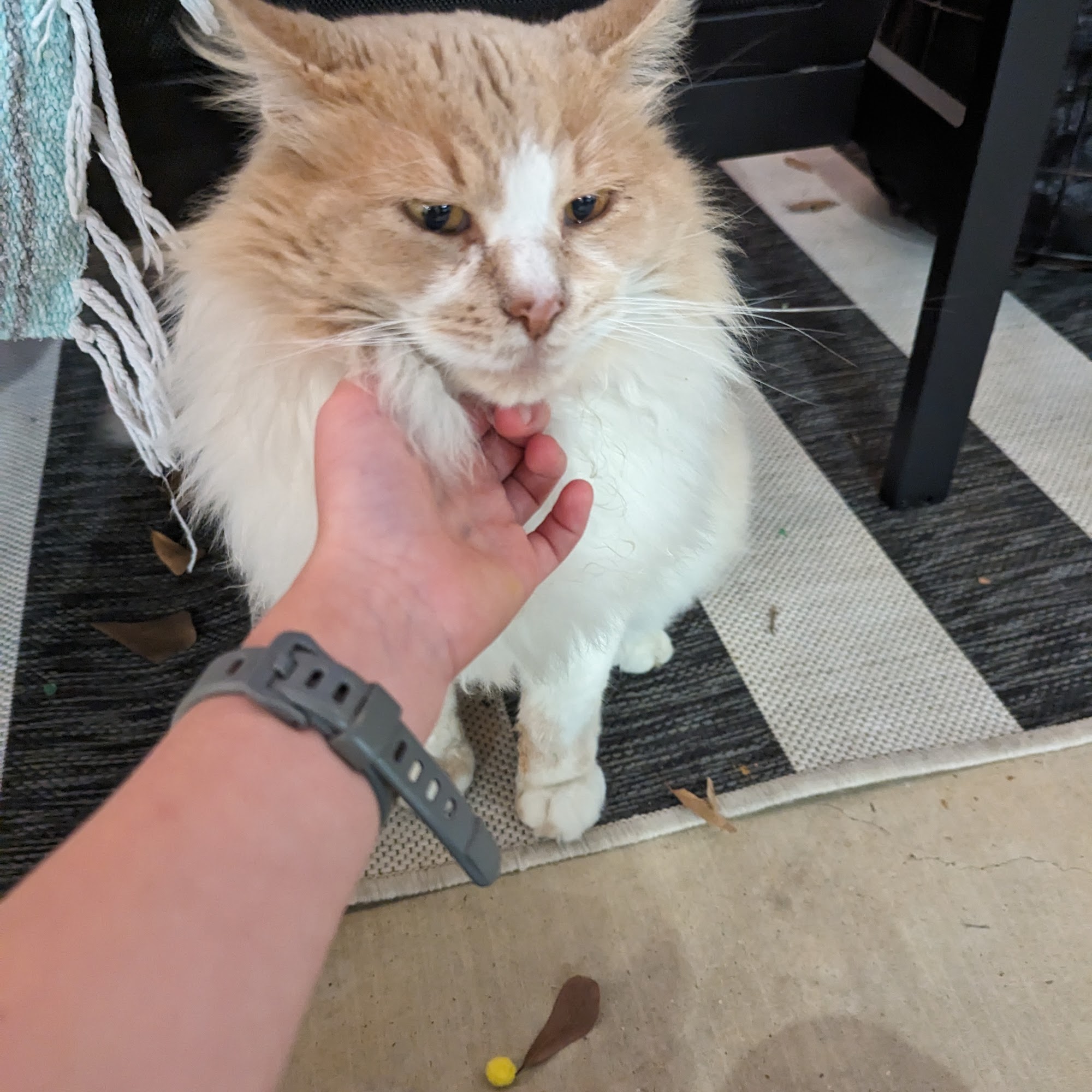 PAWfection Pet Salon College Station