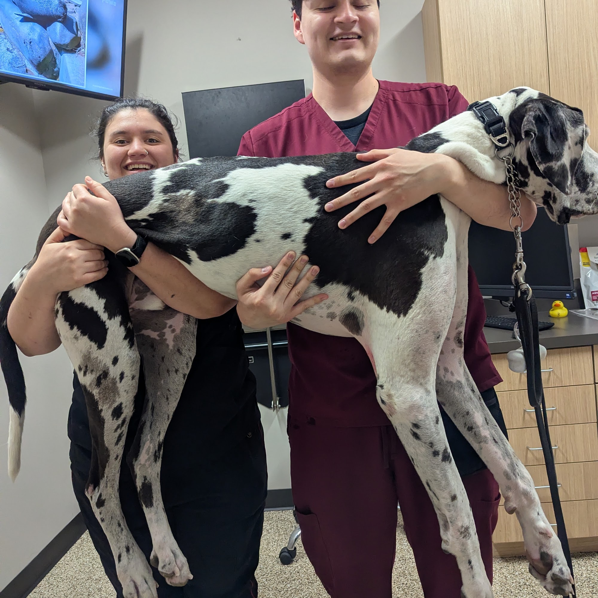 South 40 Veterinary Hospital College Station