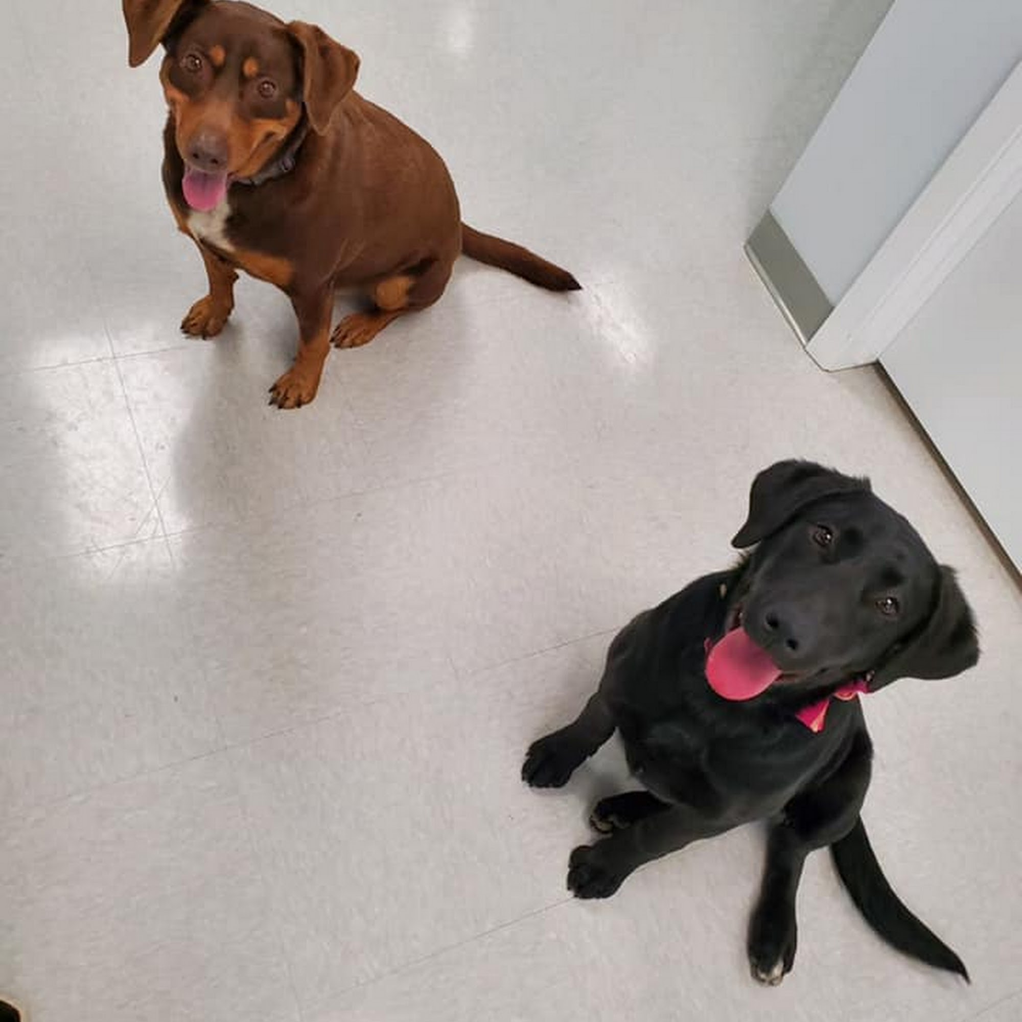 Brazos Valley Animal Hospital and Pet Resort College Station