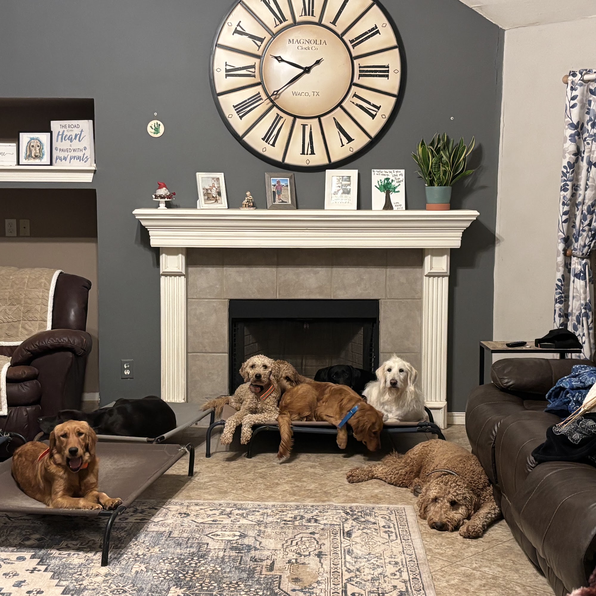 River's Edge Dog Academy LLC College Station