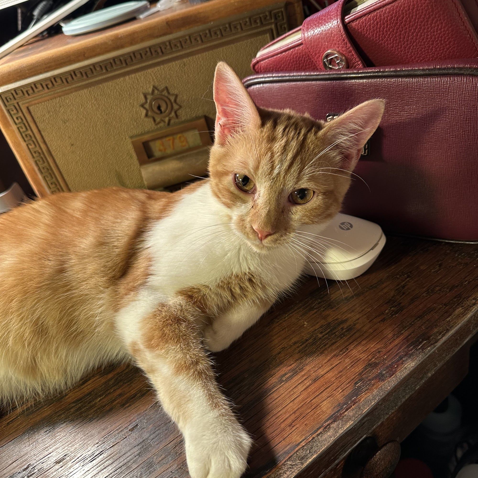 Shelton Veterinary Hospital Collinsville