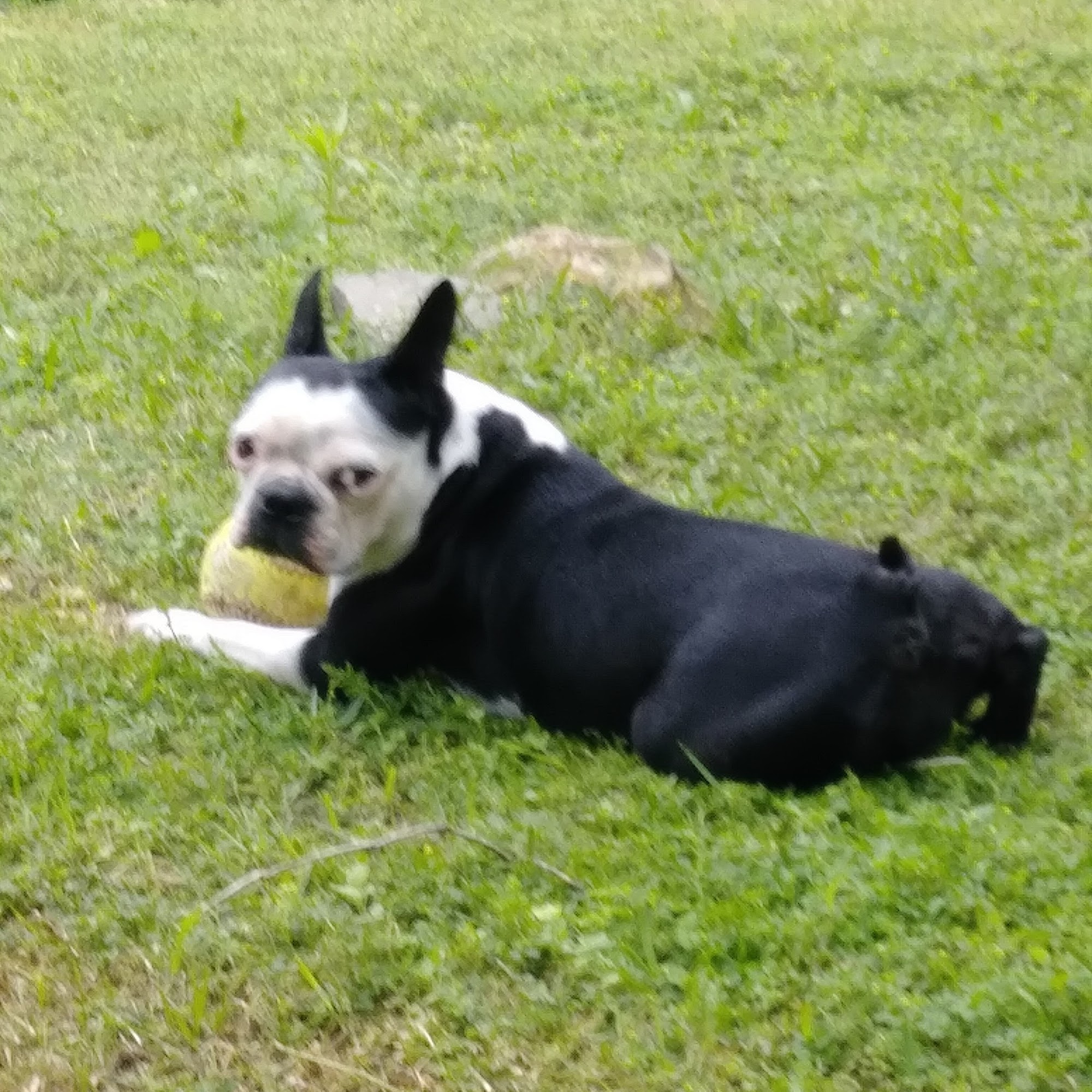 Comanche County Veterinary Comanche