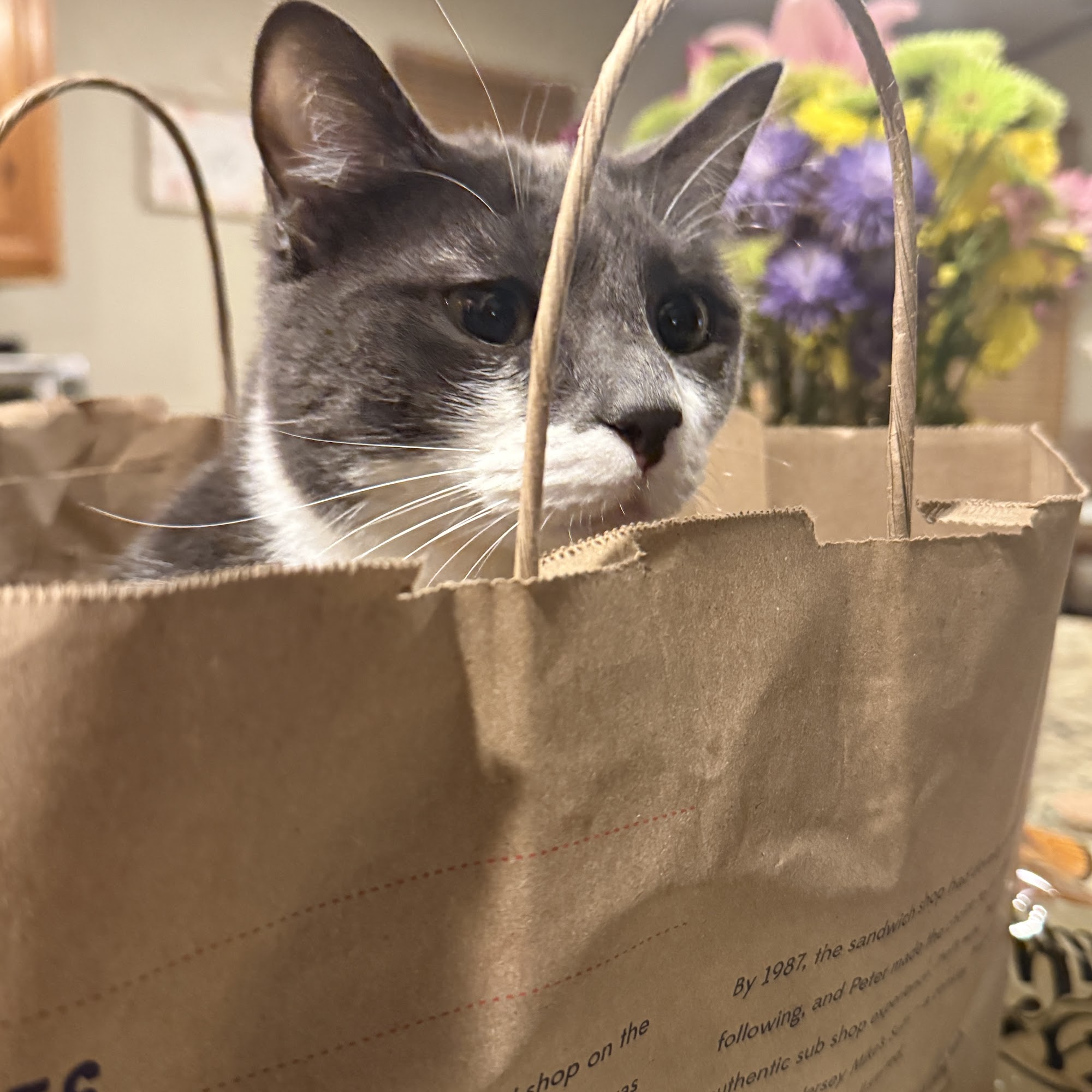 Lindner Animal Hospital Comfort