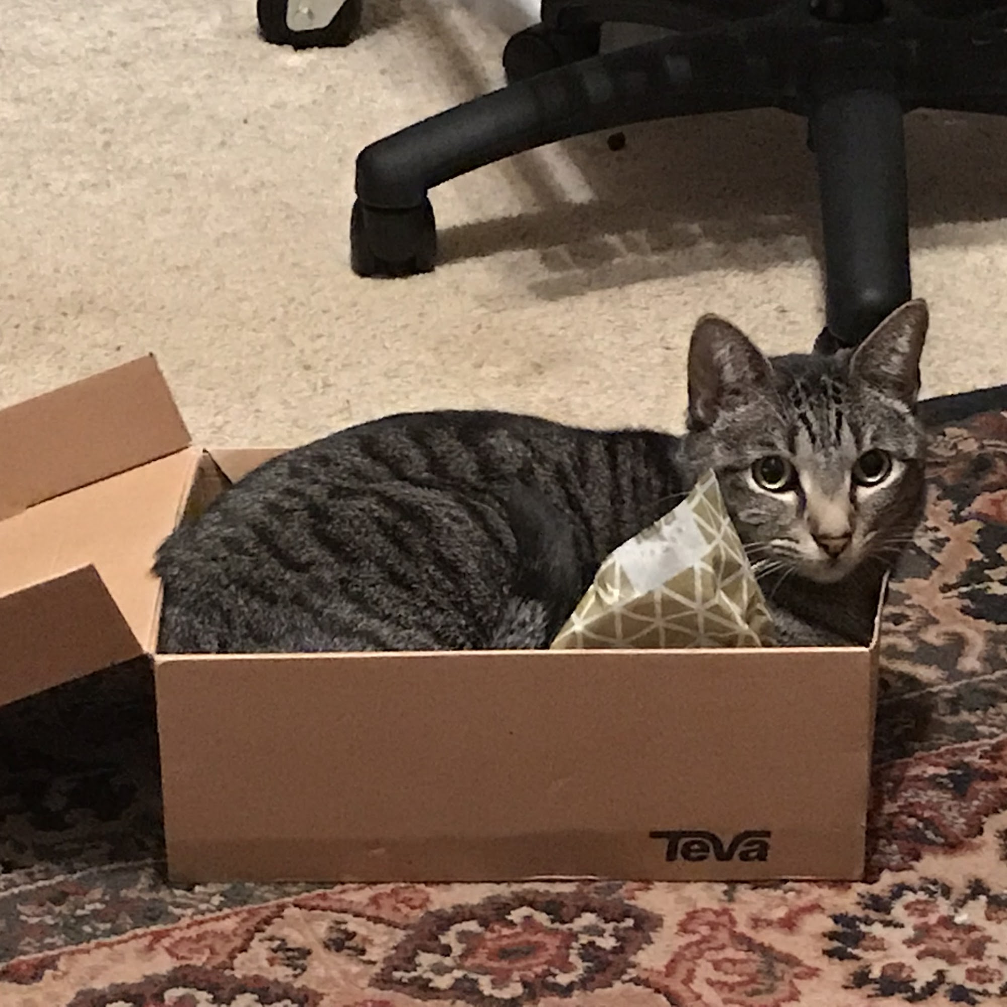 Commerce Veterinary Clinic Commerce