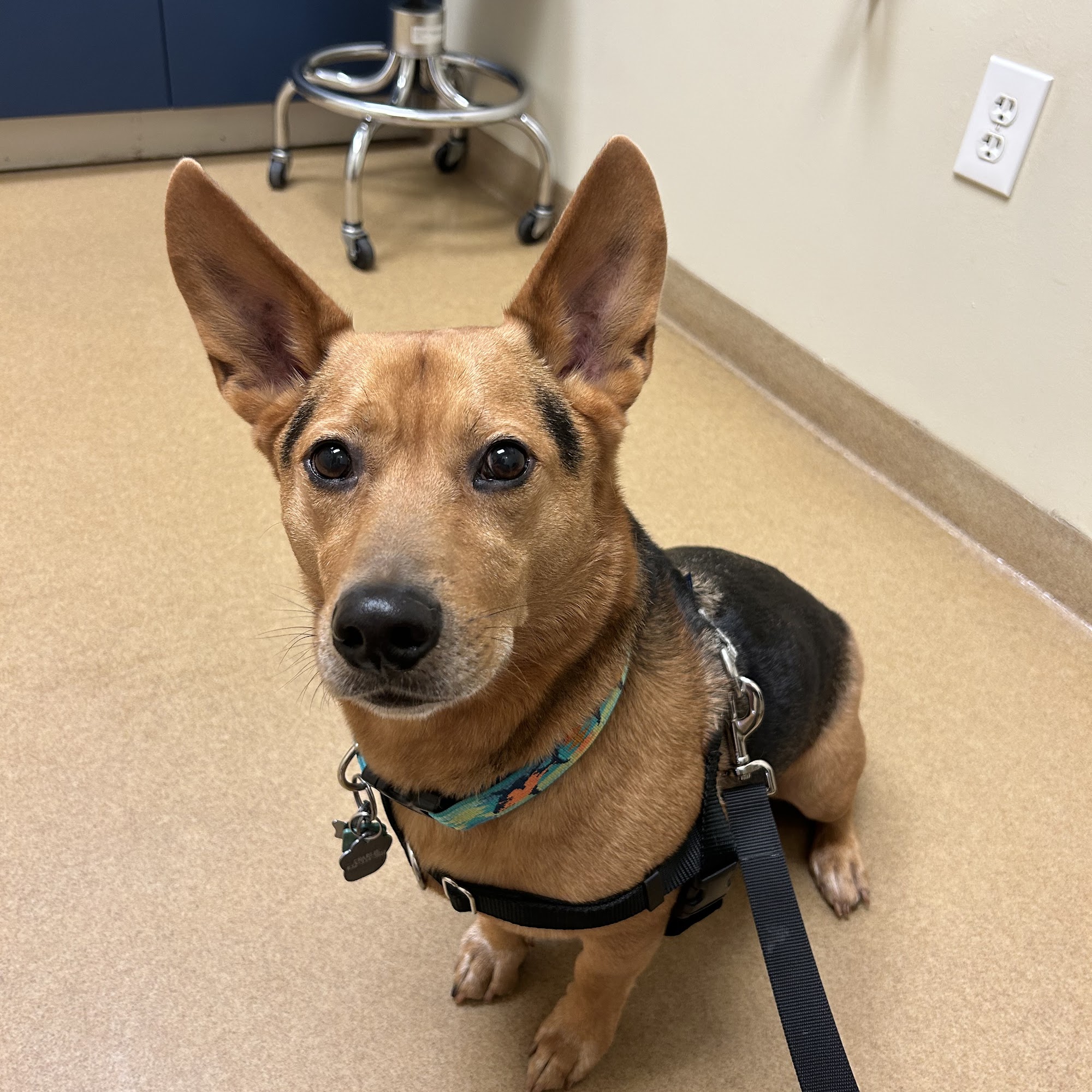 Pine Forest Animal Clinic Conroe