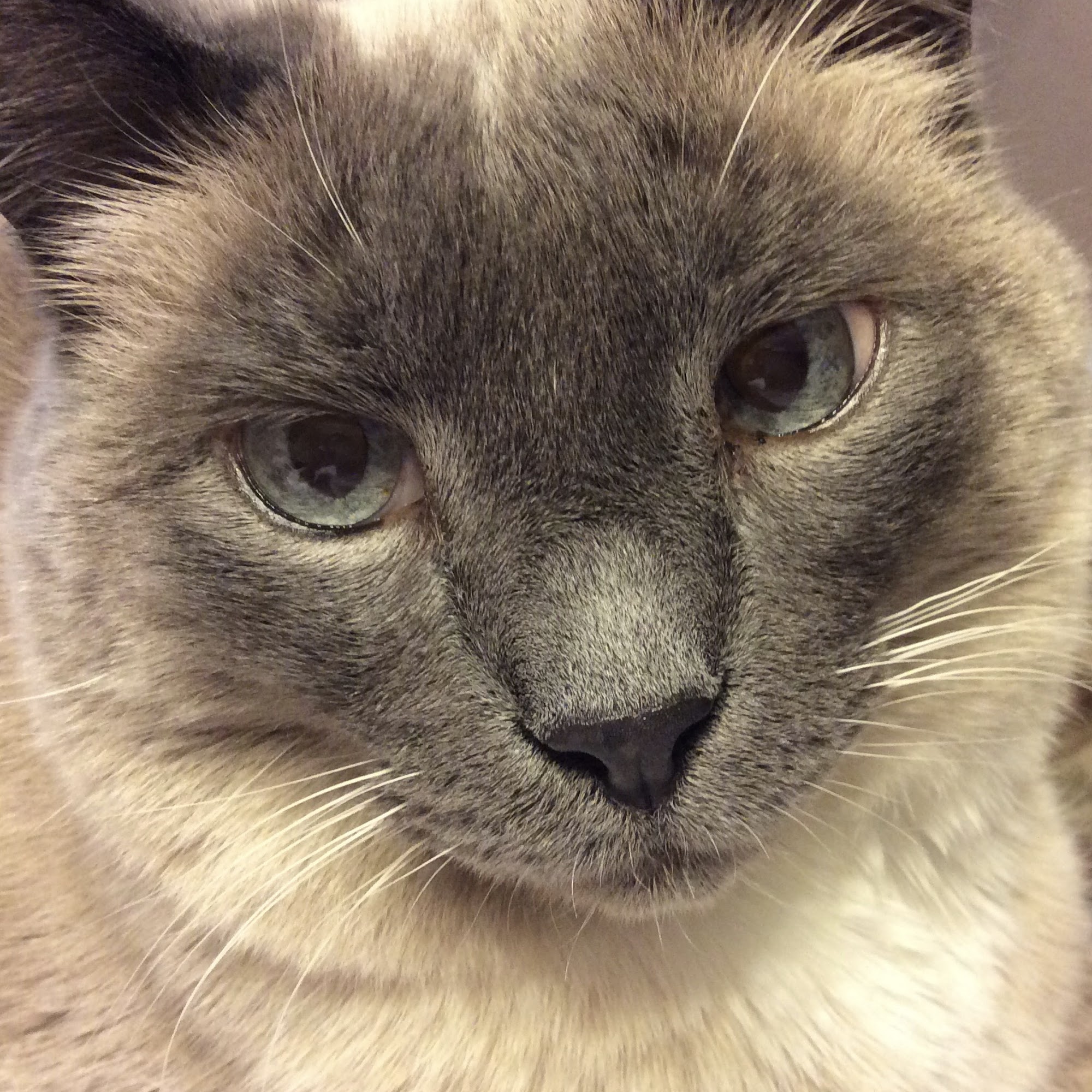 Triangle Animal Clinic Conroe