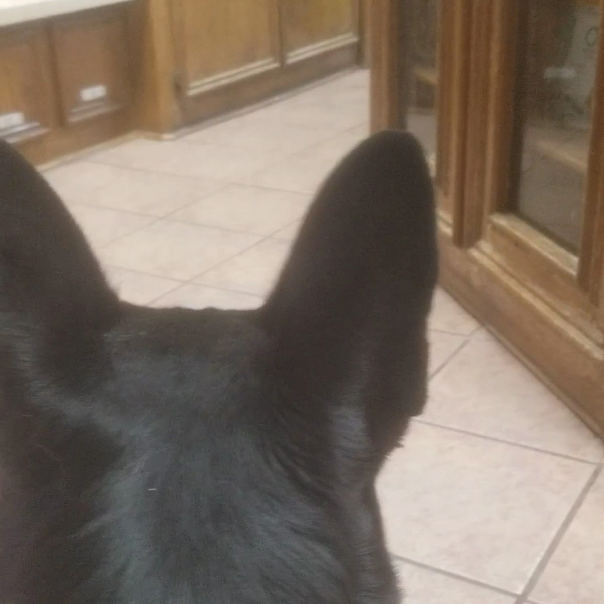 Conroe Veterinary Clinic Conroe