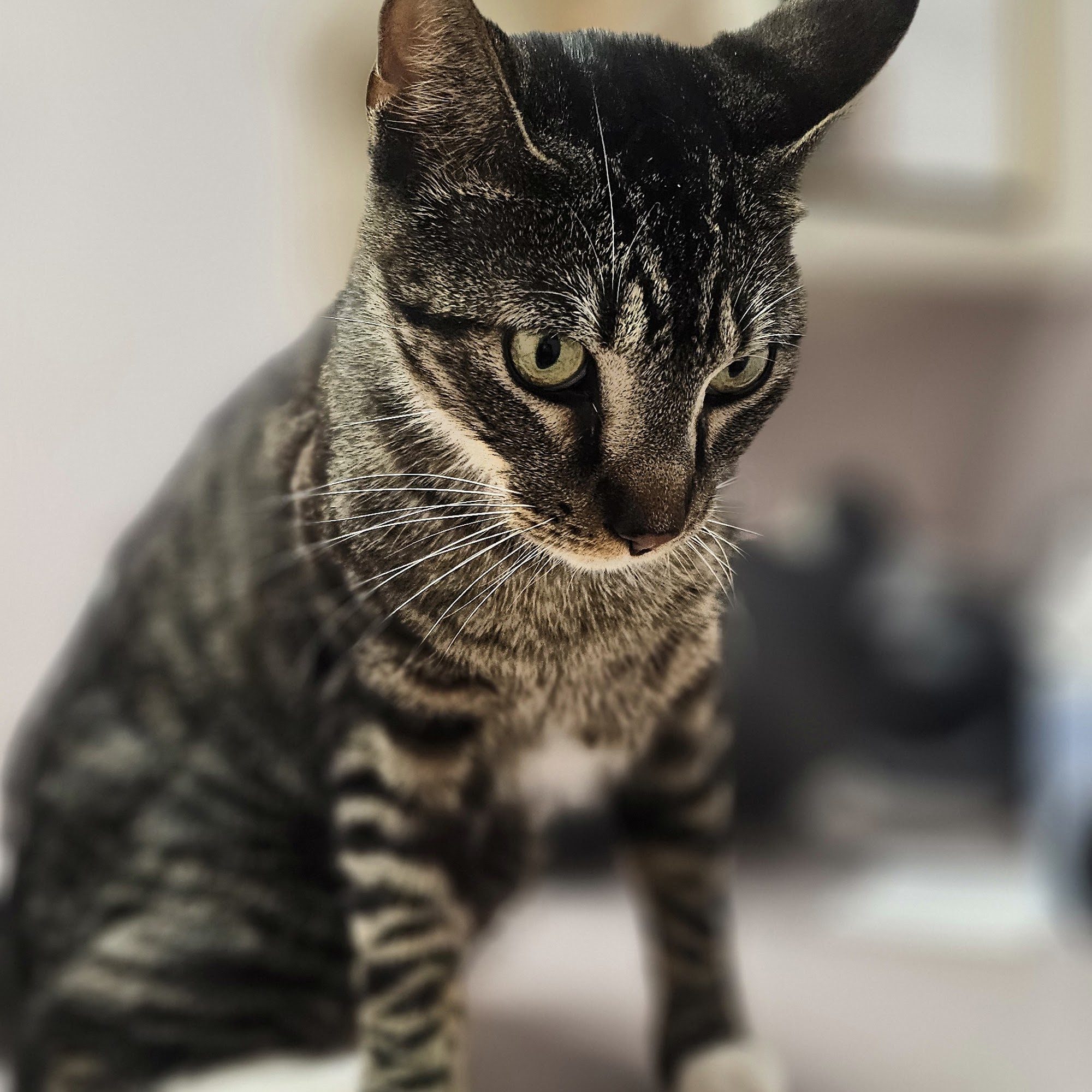 Tender Paws Animal Hospital: Ree Joan DVM Conroe