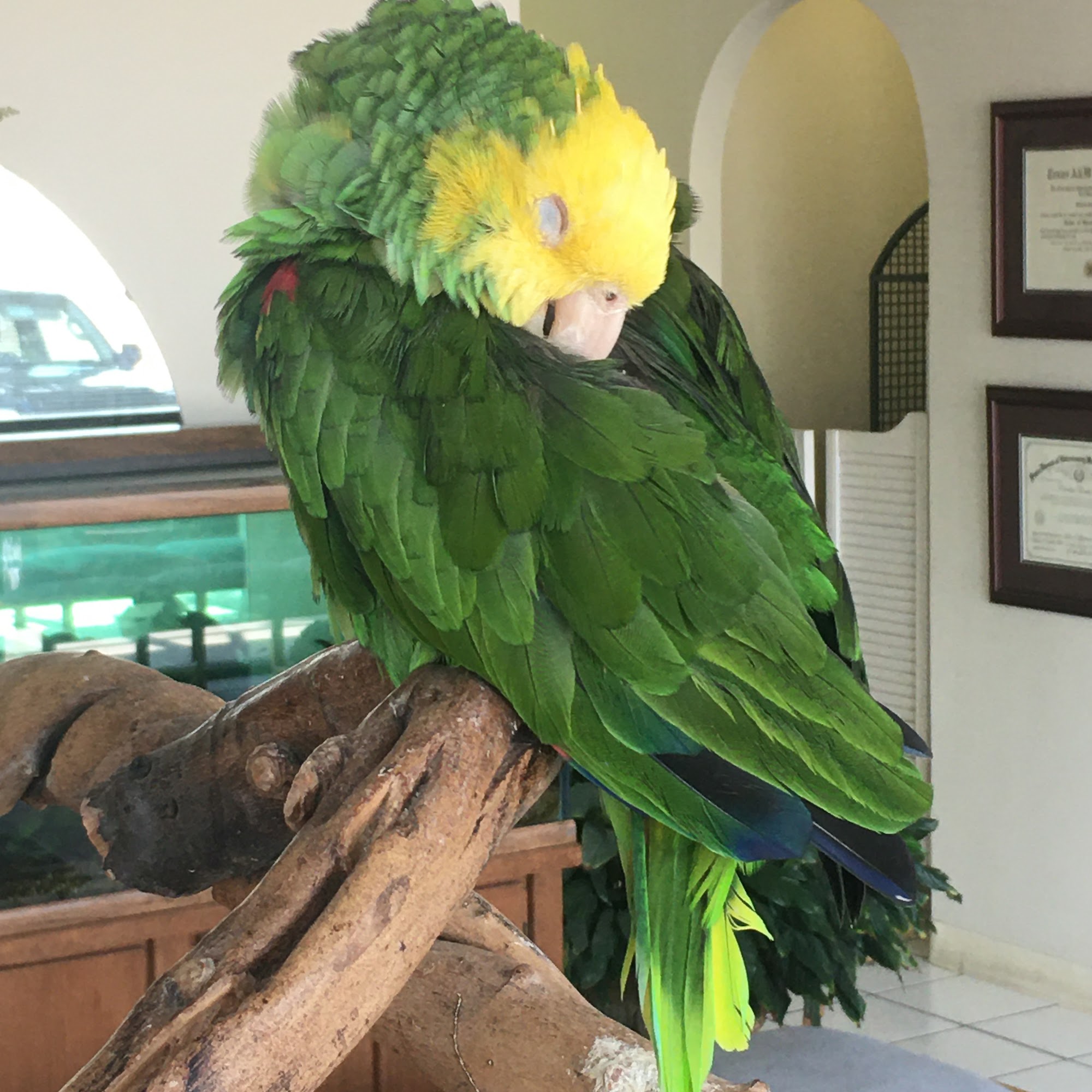 Pets Paw Animal Hospital Conroe