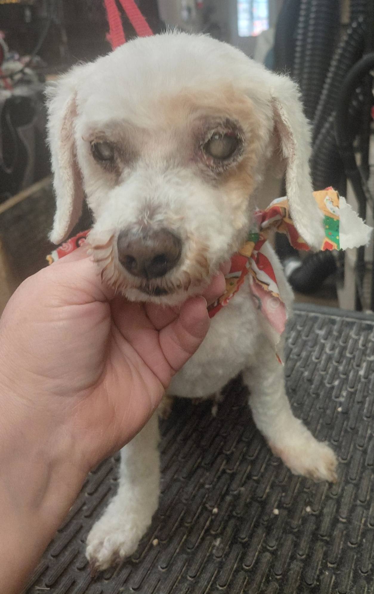 Pampered Dog Parlor Conroe