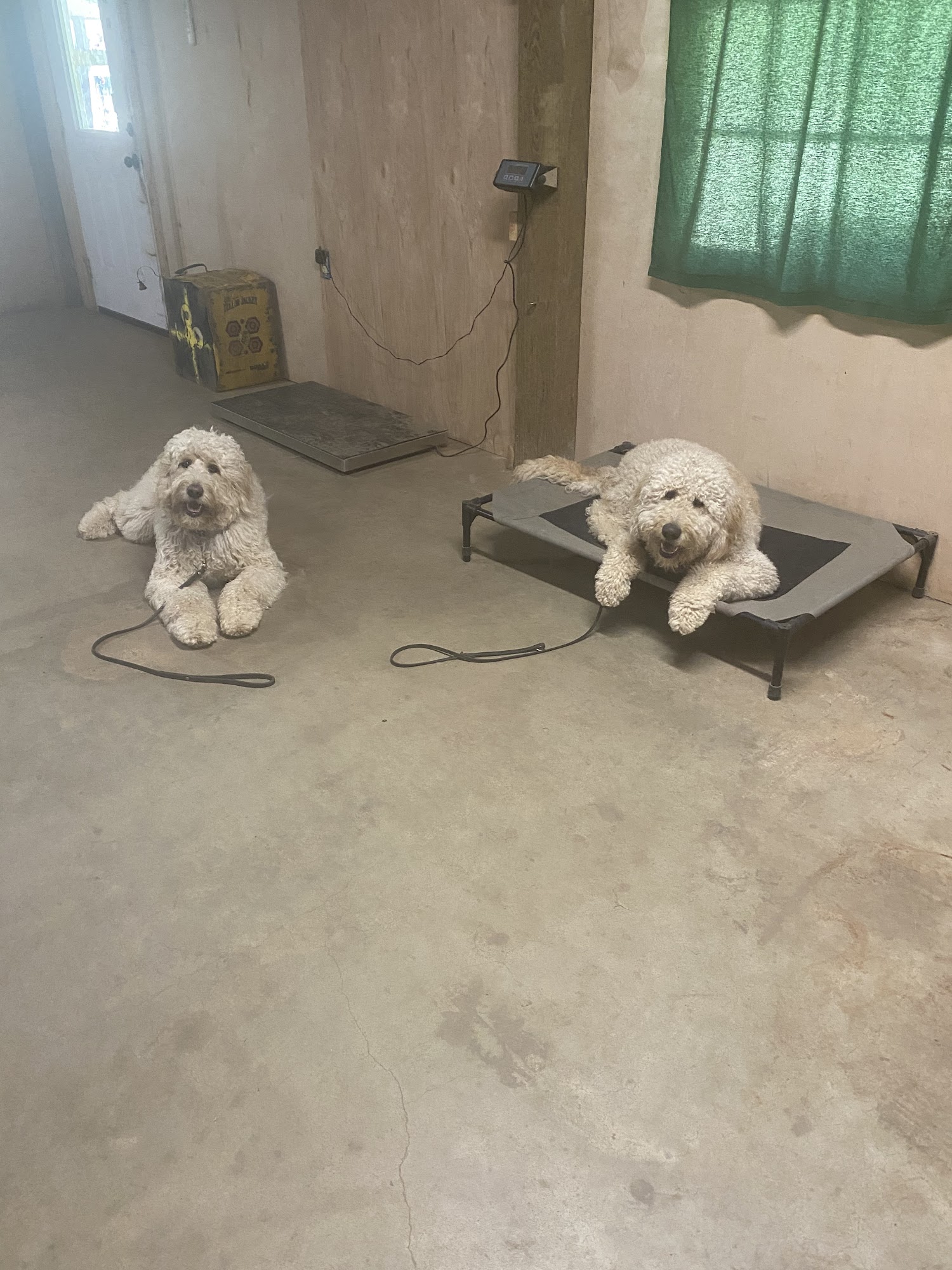 Voraussehen kennels llc Conroe