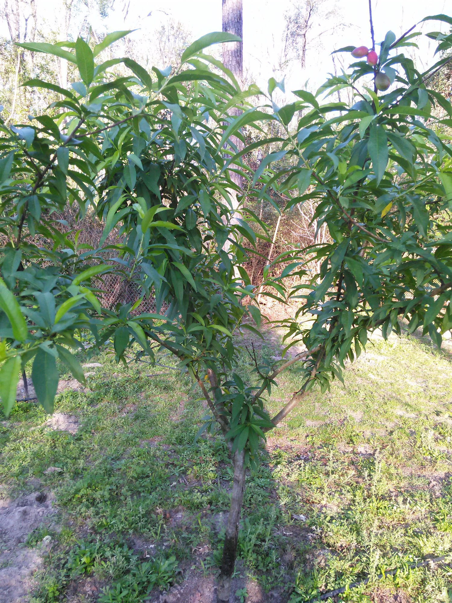 Seamless Gutters By Mileski