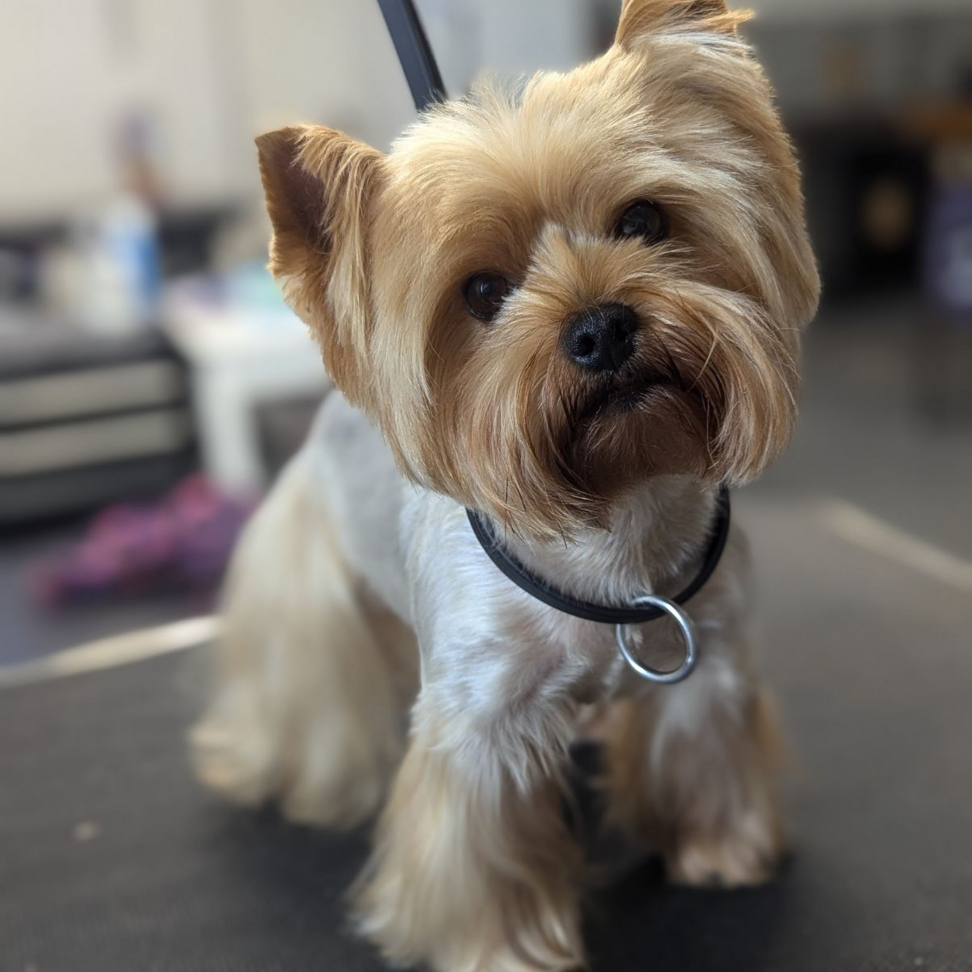 Whatapuppy Grooming Salon Conroe