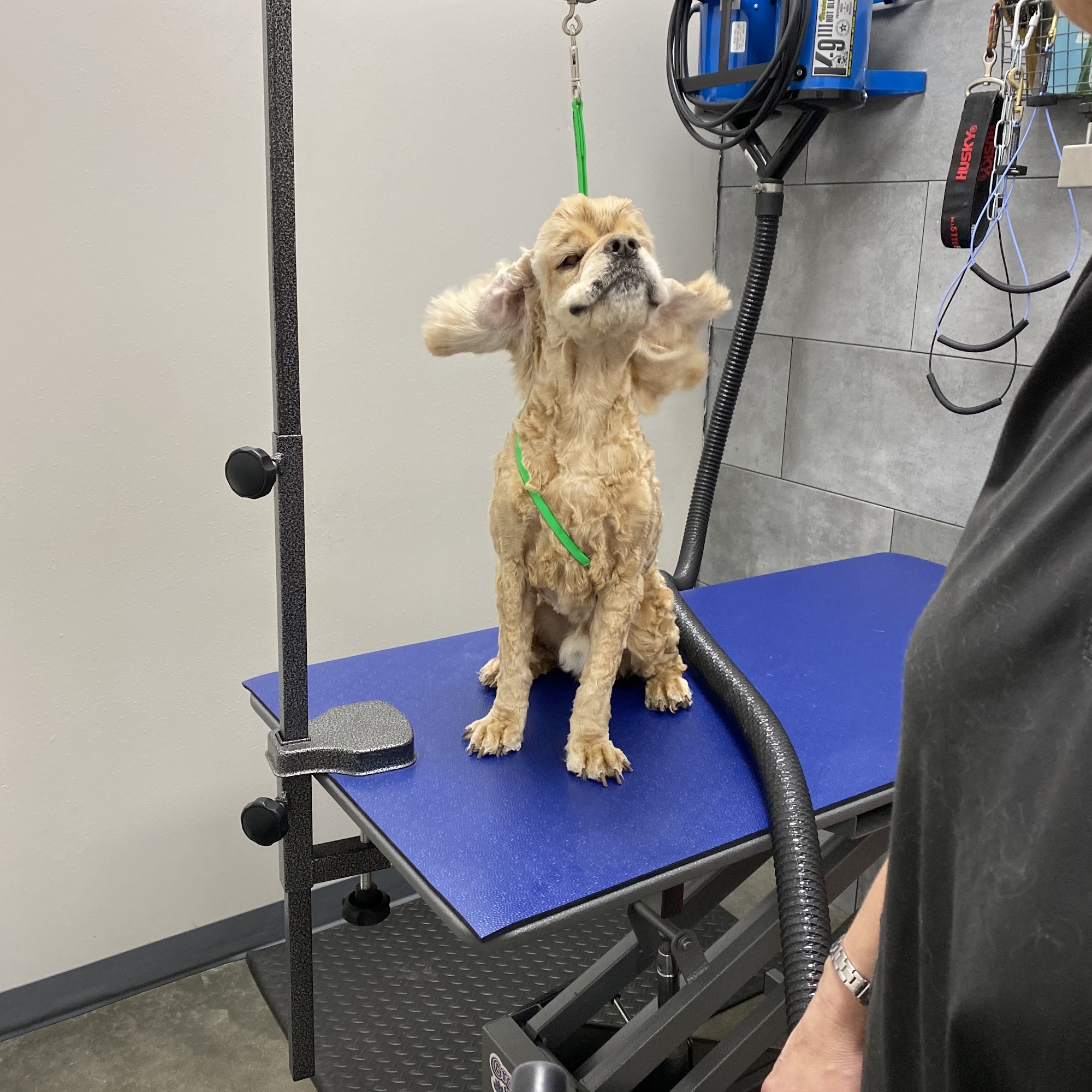 Petbar Boutique - Conroe Conroe