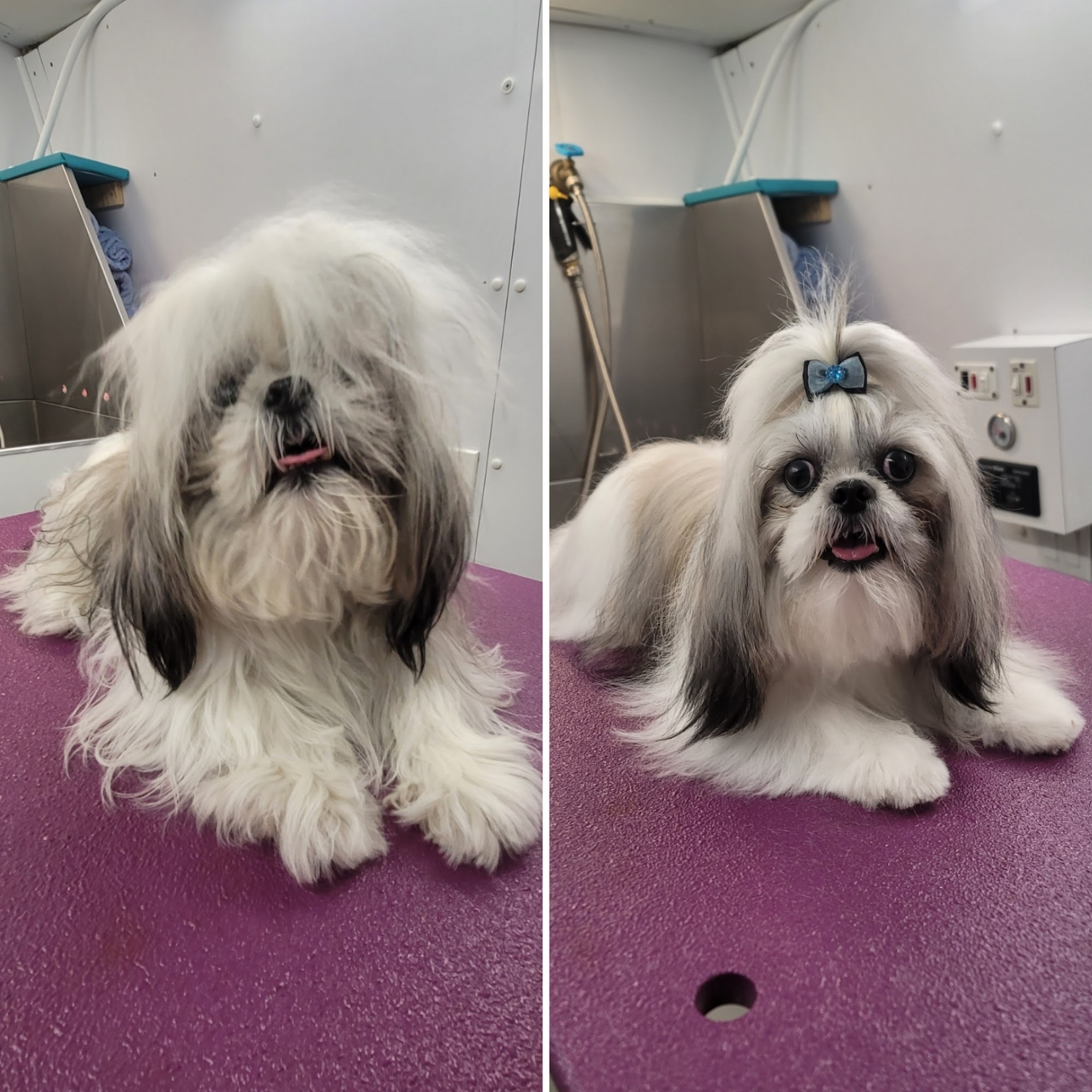 Paw Wow Pet Grooming: Mobile & Salon. Conroe