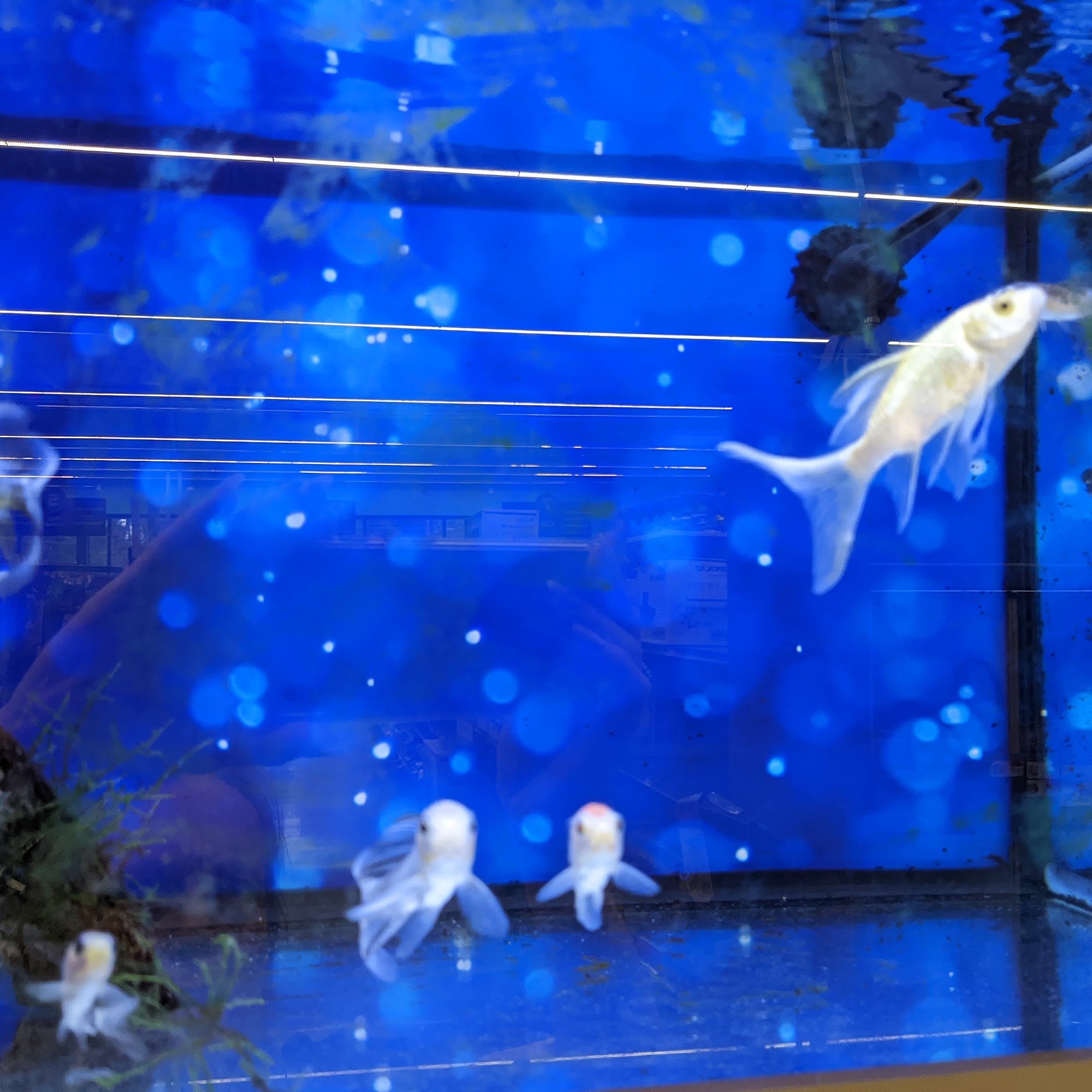 Pet Supplies Plus North Woodlands Conroe