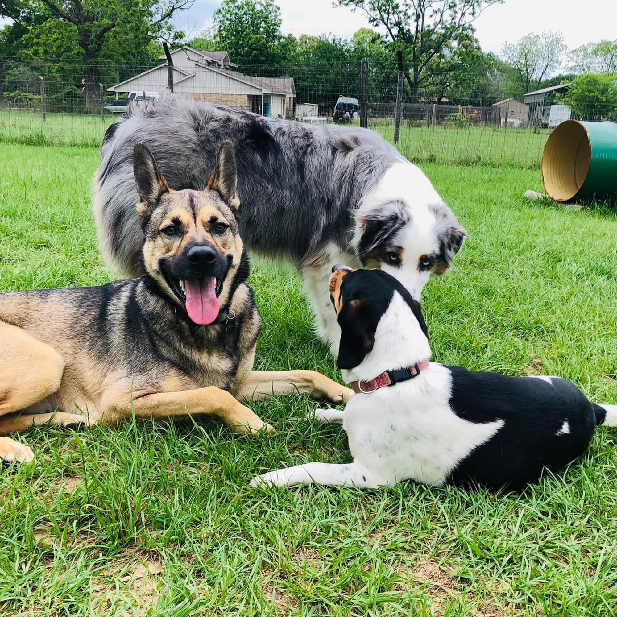 Dog Daze of Paradise Conroe