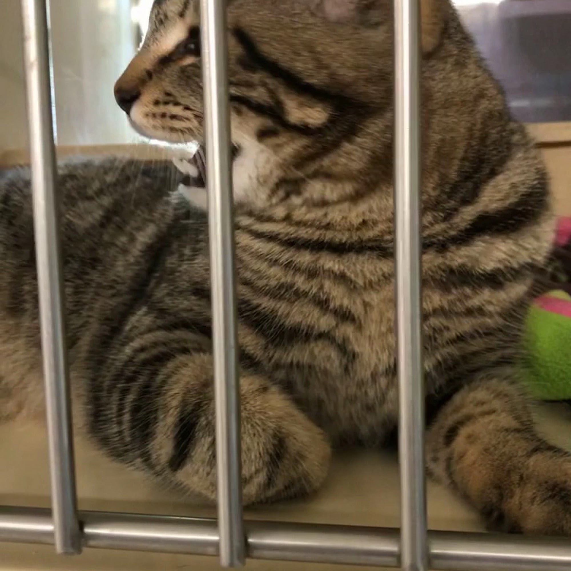 Converse Animal Shelter Inc Converse