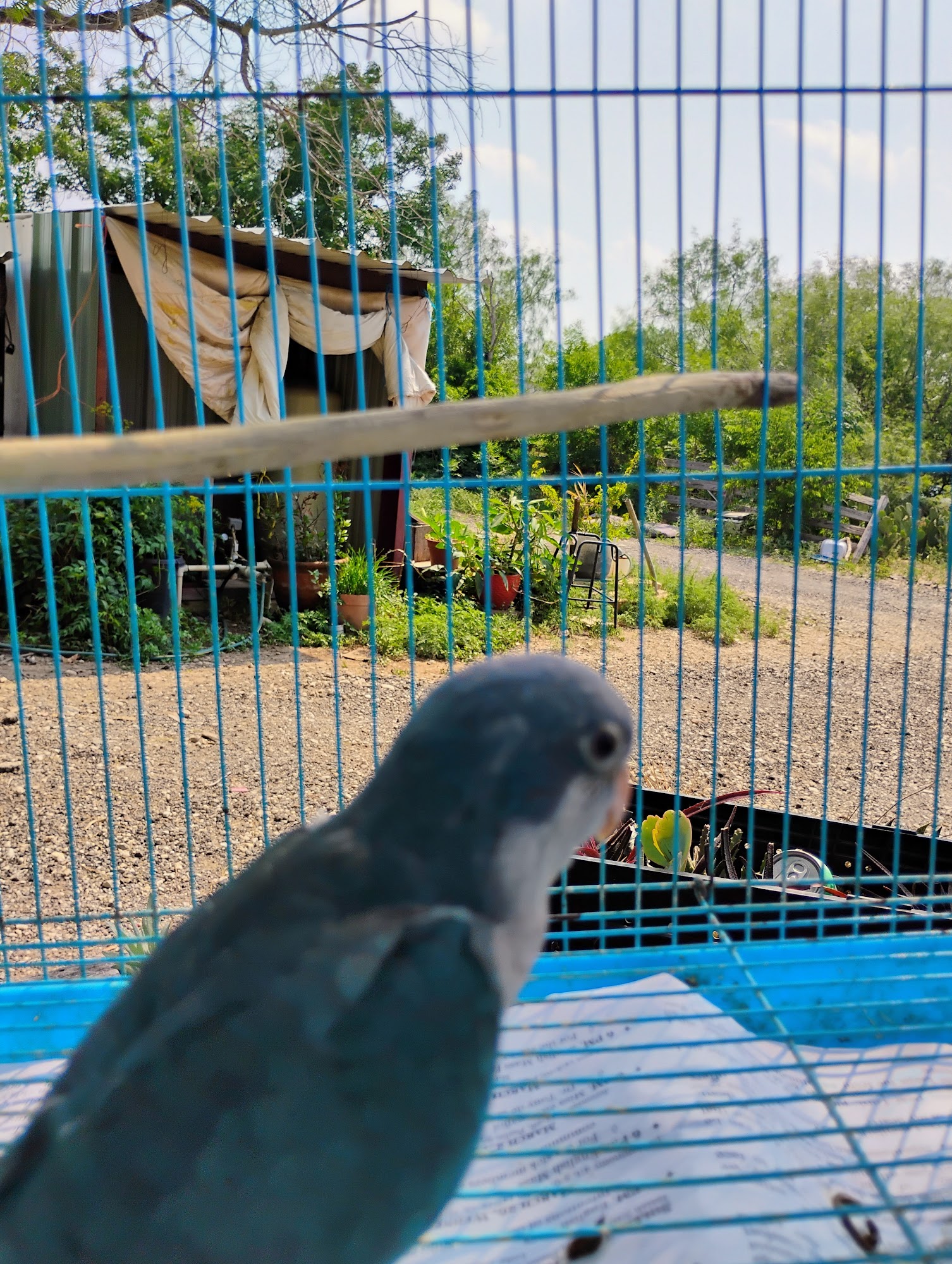 PARAKEET WORLD PET SHOP Converse