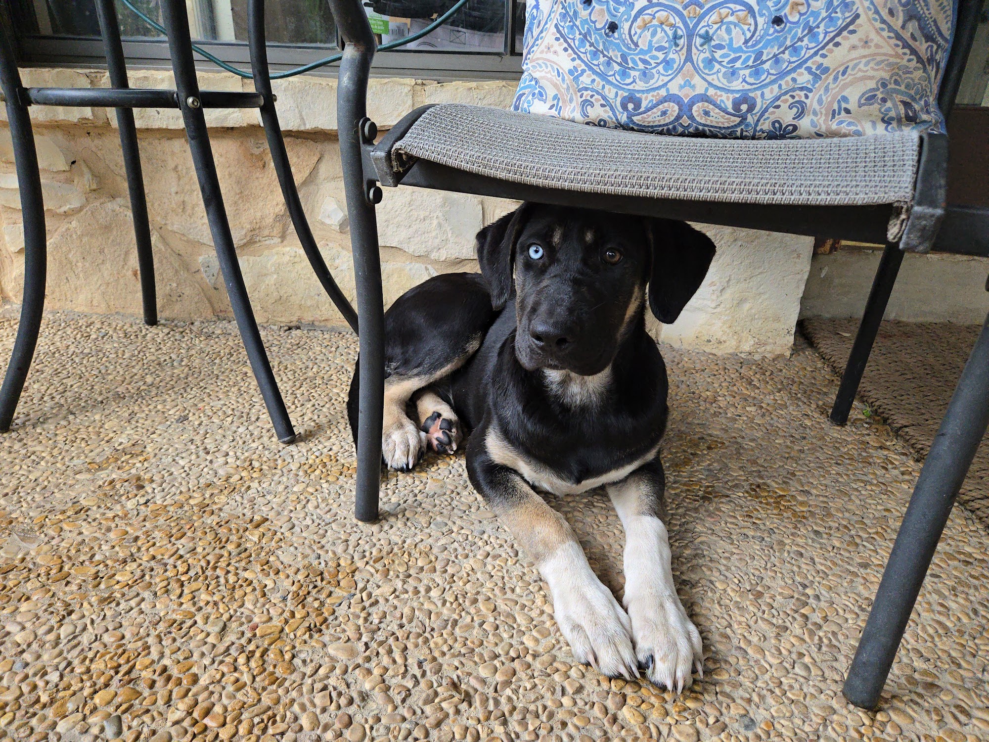 Converse Animal Care Facility Converse