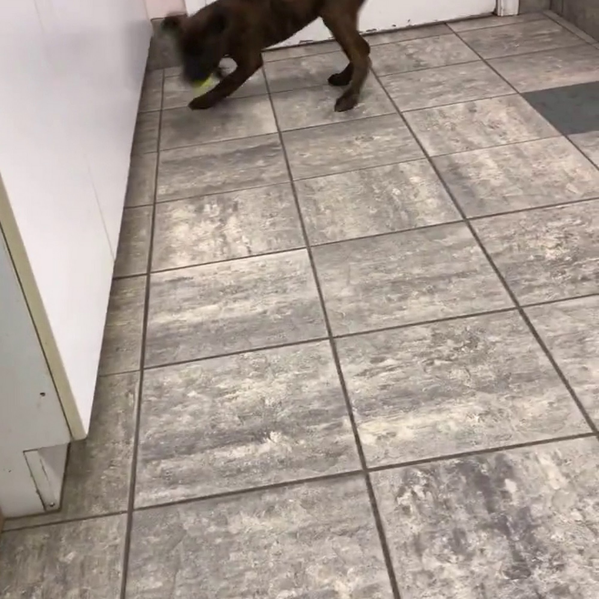 All Care Veterinary Hospital Coppell